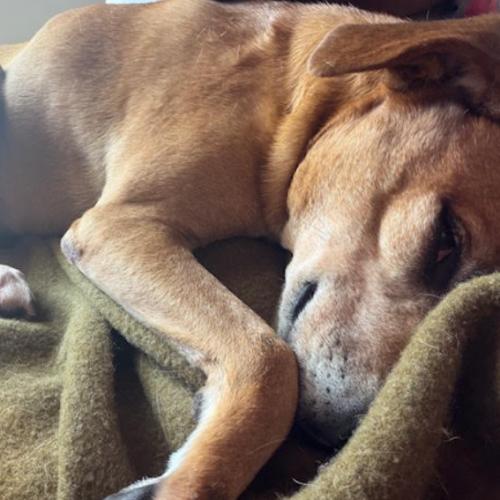 Enlarge Honey 2, a Adoptable mixed breed in Washington DC, DC image 5/6