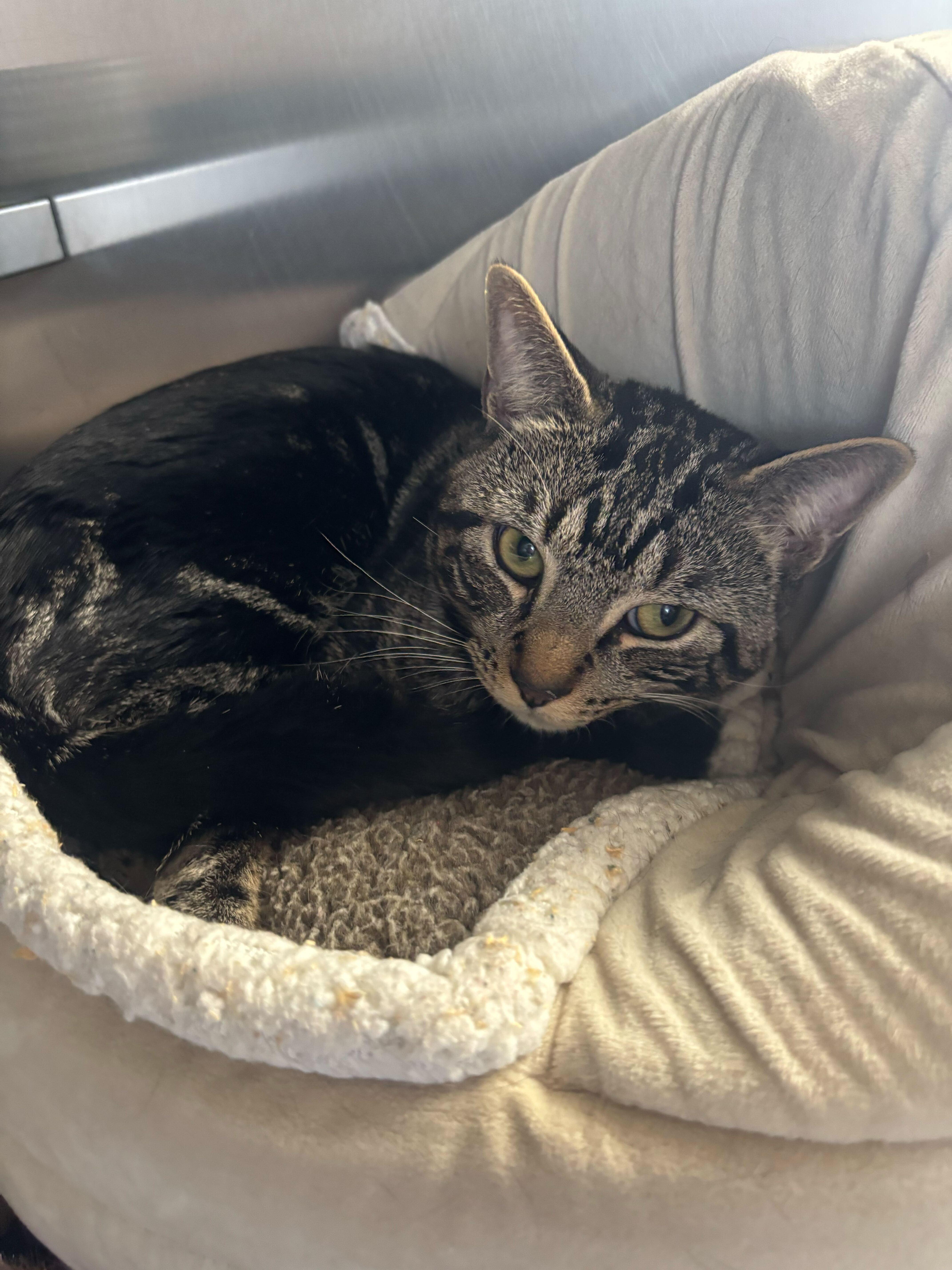 Cruise Control, ADOPTABLE, Adult Male Domestic Short Hair.