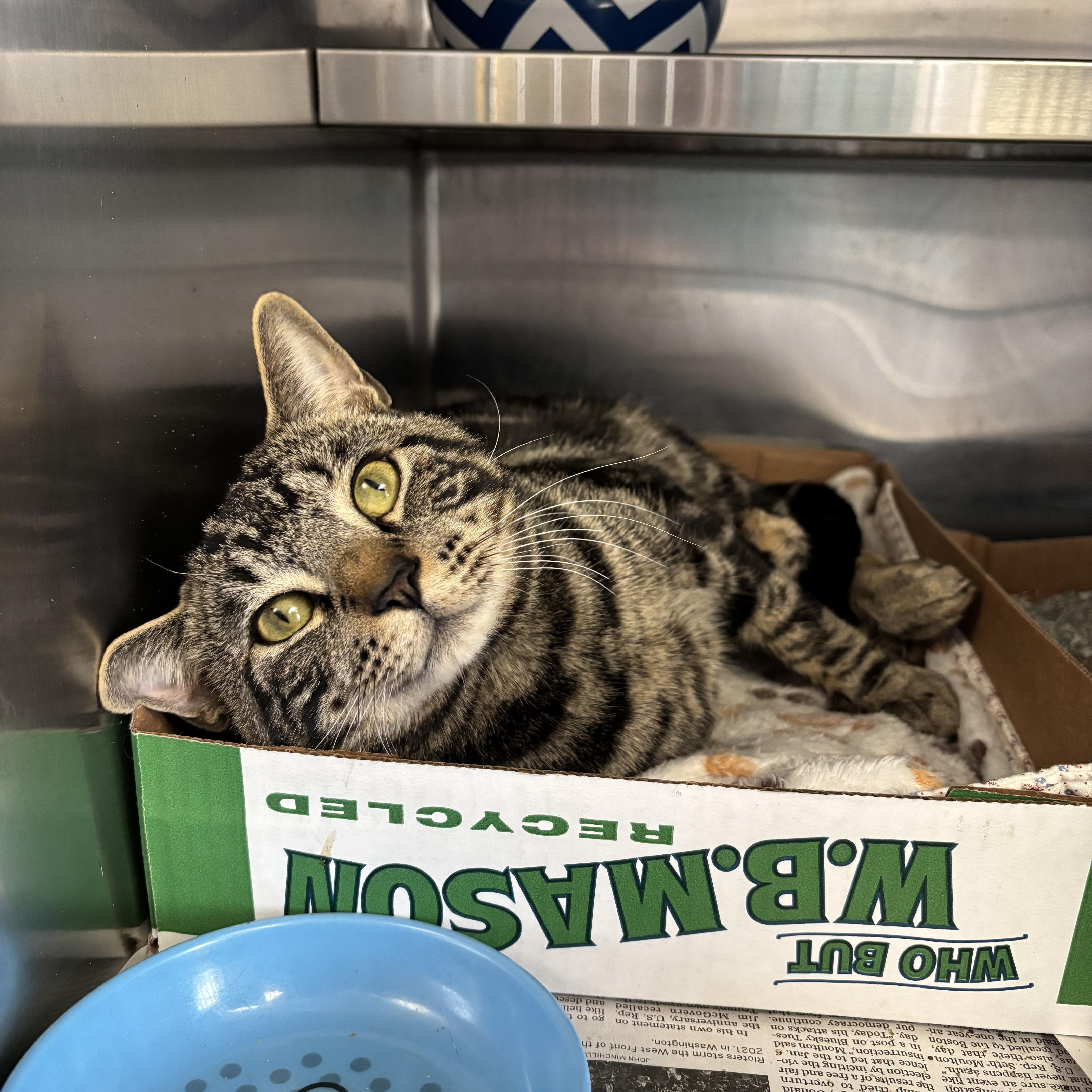 Enlarge Cruise Control, an adopted Domestic Short Hair in Manchester, NH image 5/6