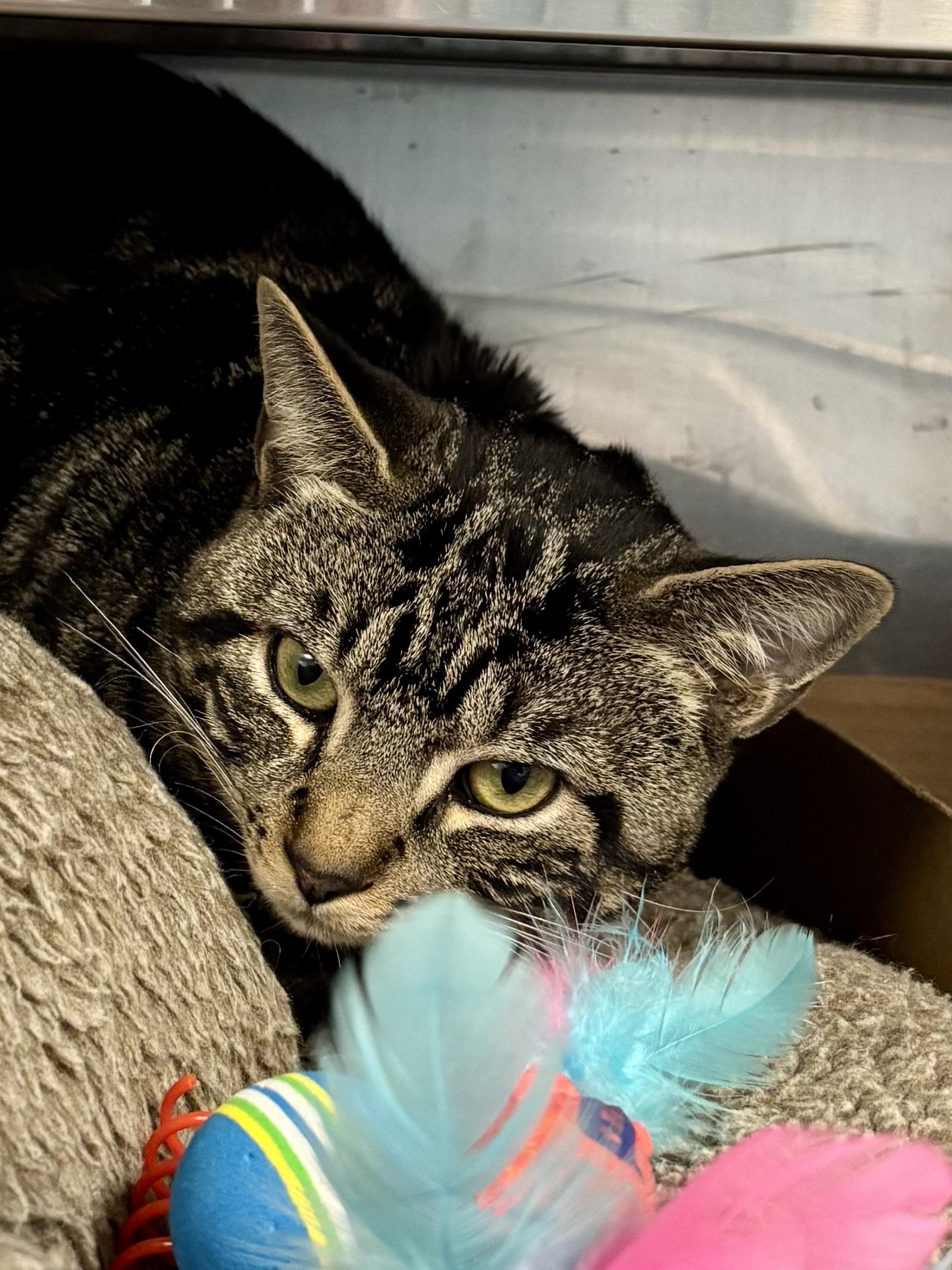 Enlarge Cruise Control, an adopted Domestic Short Hair in Manchester, NH image 4/6