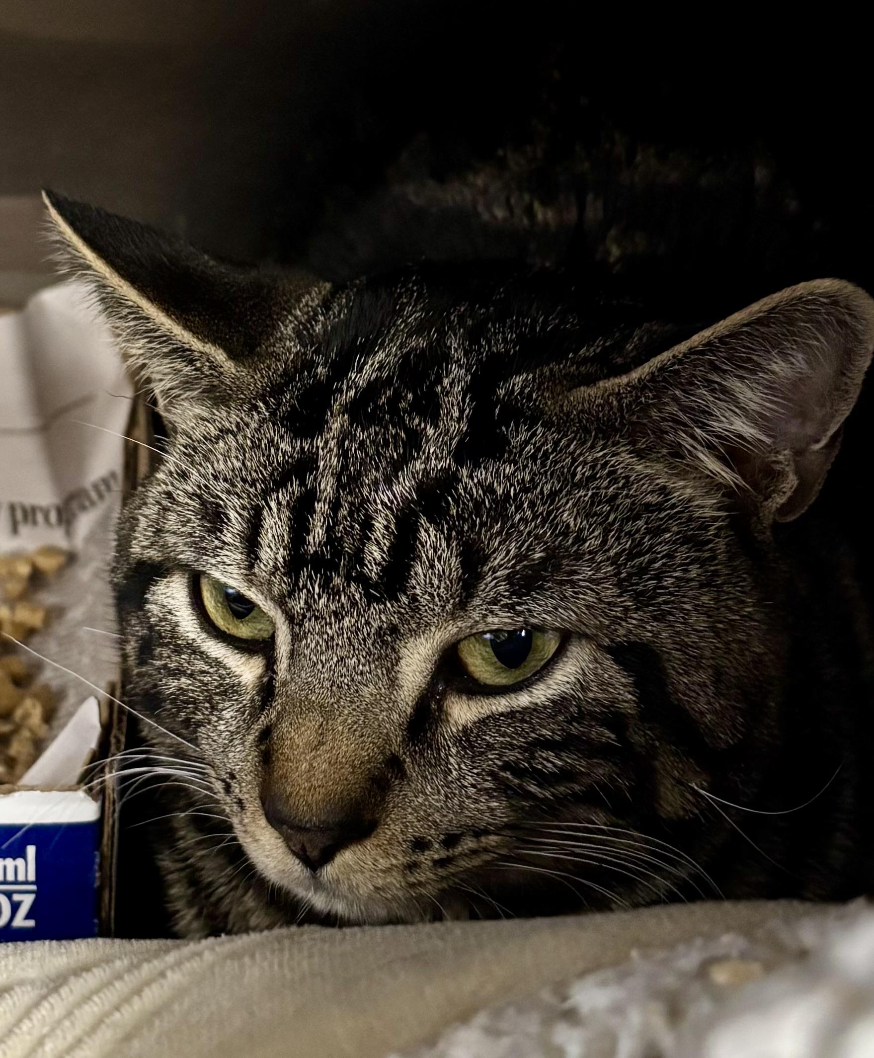 Enlarge Cruise Control, a ADOPTABLE Domestic Short Hair in Manchester, NH image 3/3