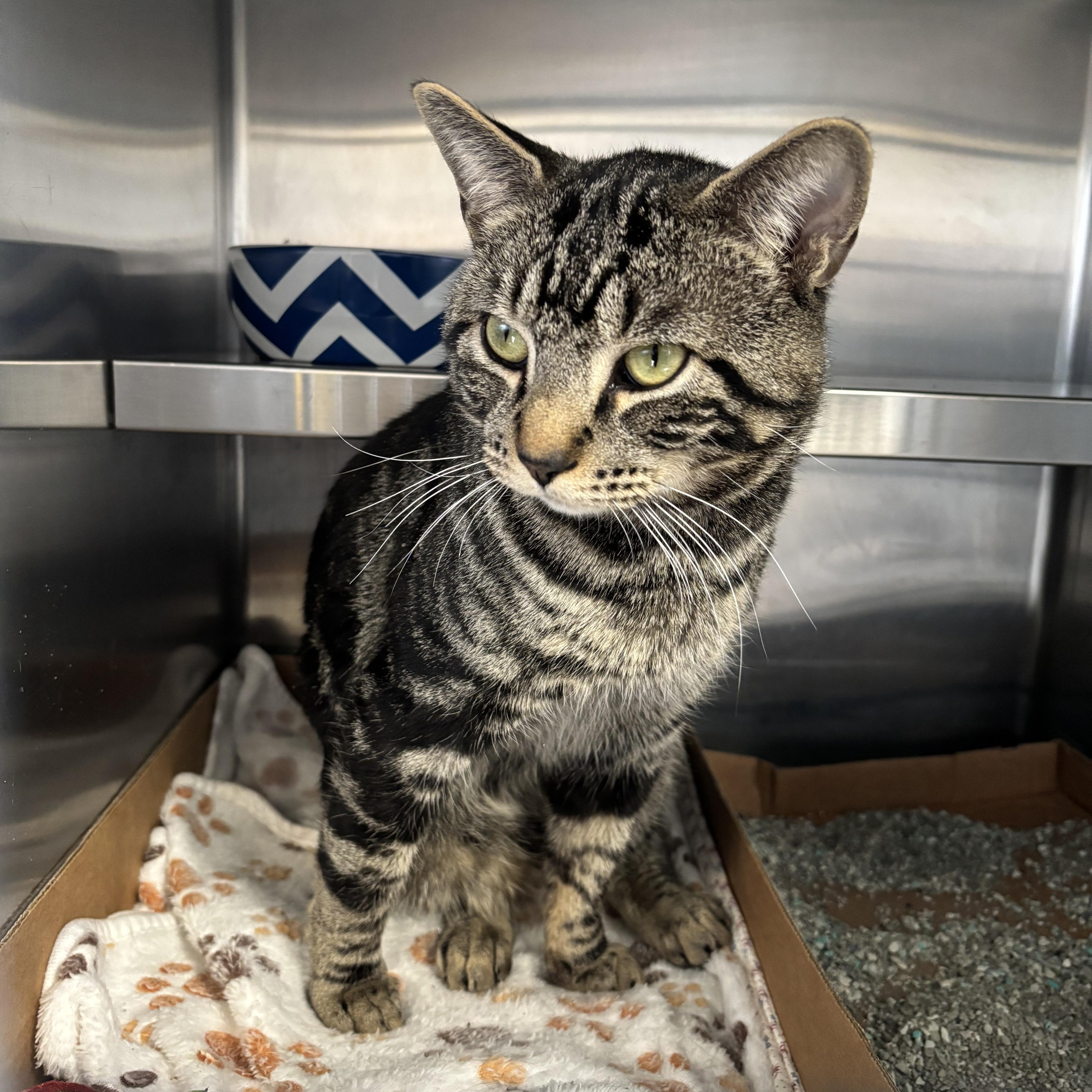 Enlarge Cruise Control, an adopted Domestic Short Hair in Manchester, NH image 1/6