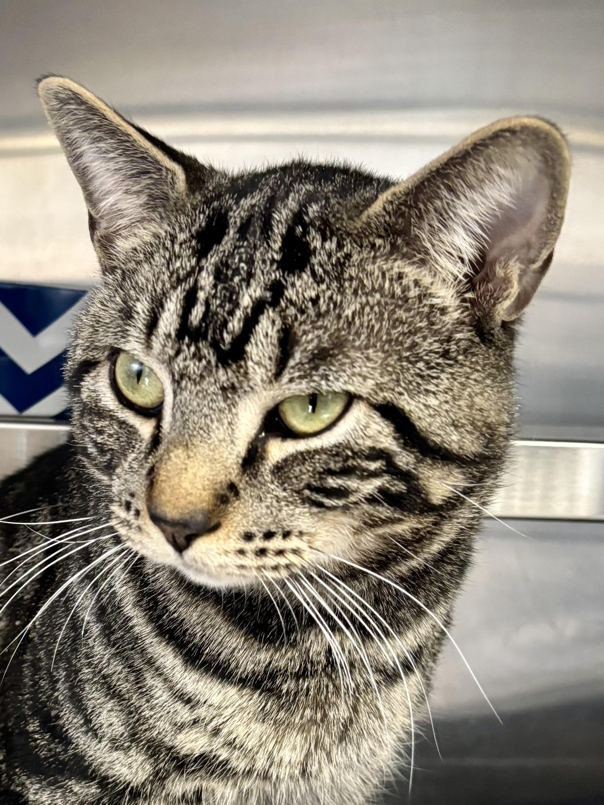 Enlarge Cruise Control, an adopted Domestic Short Hair in Manchester, NH image 6/6