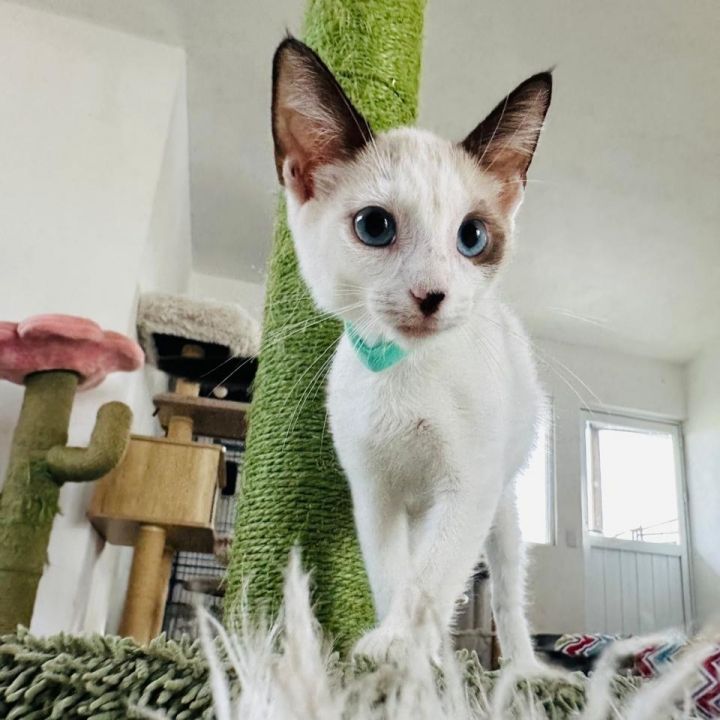 Cat for adoption Miss Meep, a Siamese in Los Angeles, CA Petfinder