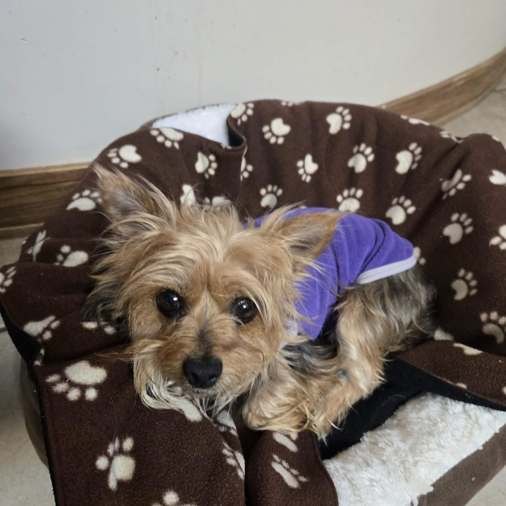 Enlarge Nancy, an adopted Yorkshire Terrier in West Branch, MI image 1/2