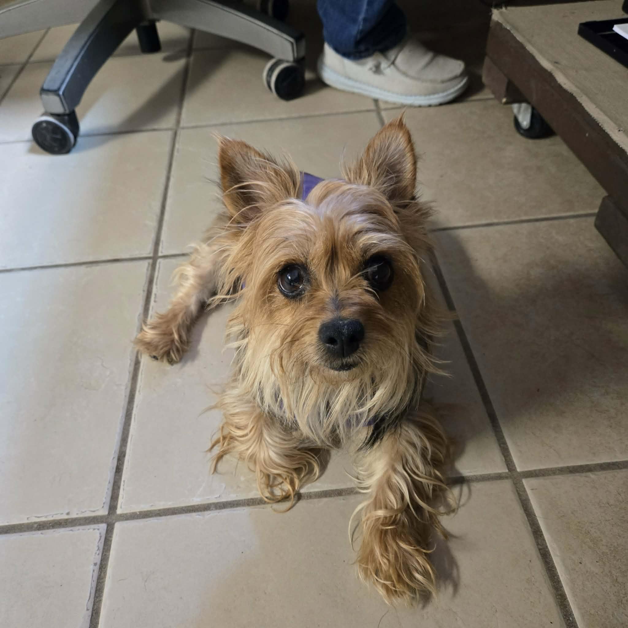 Enlarge Nancy, an adopted Yorkshire Terrier in West Branch, MI image 2/2