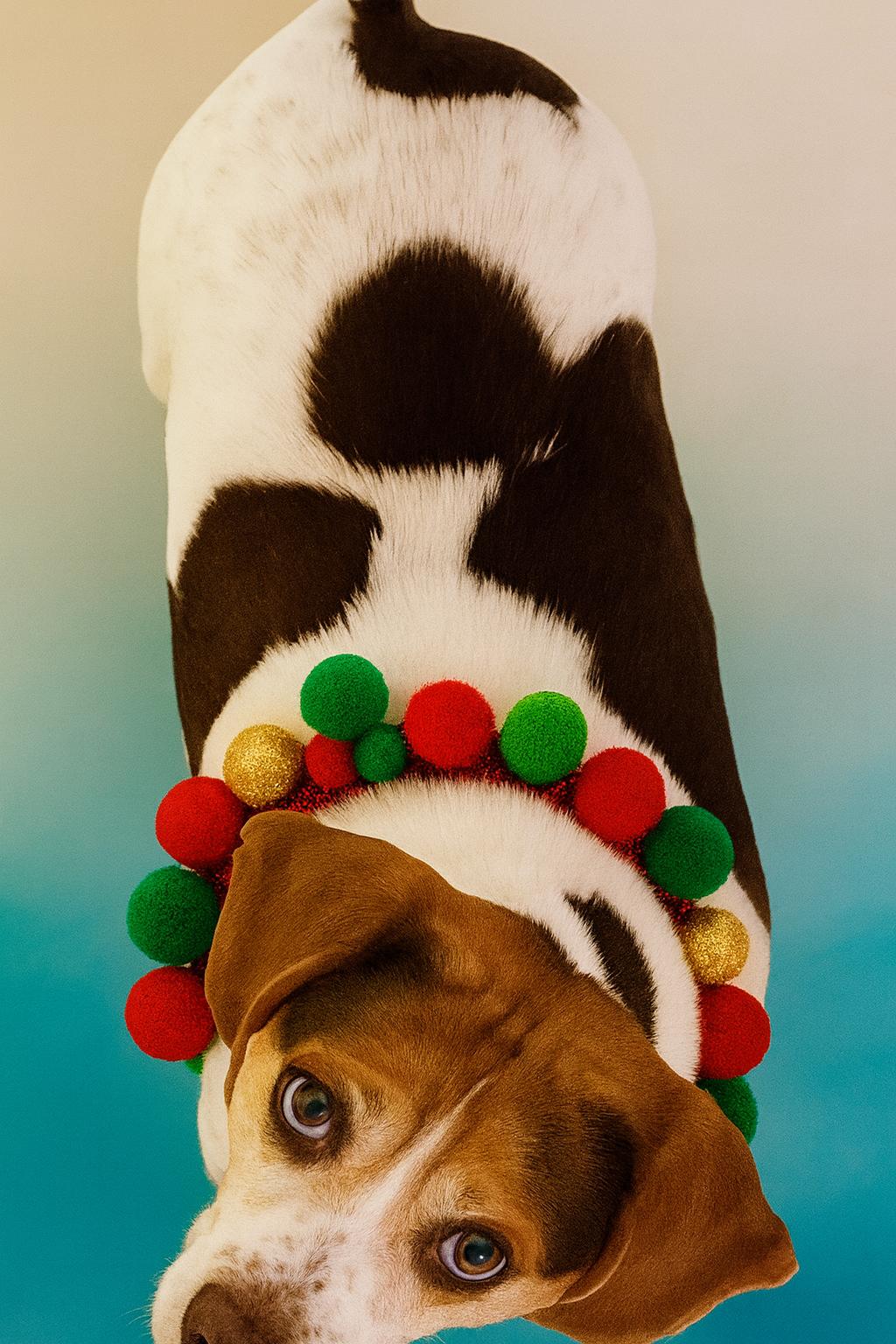 Hambone, ADOPTABLE, Adult Male Beagle.