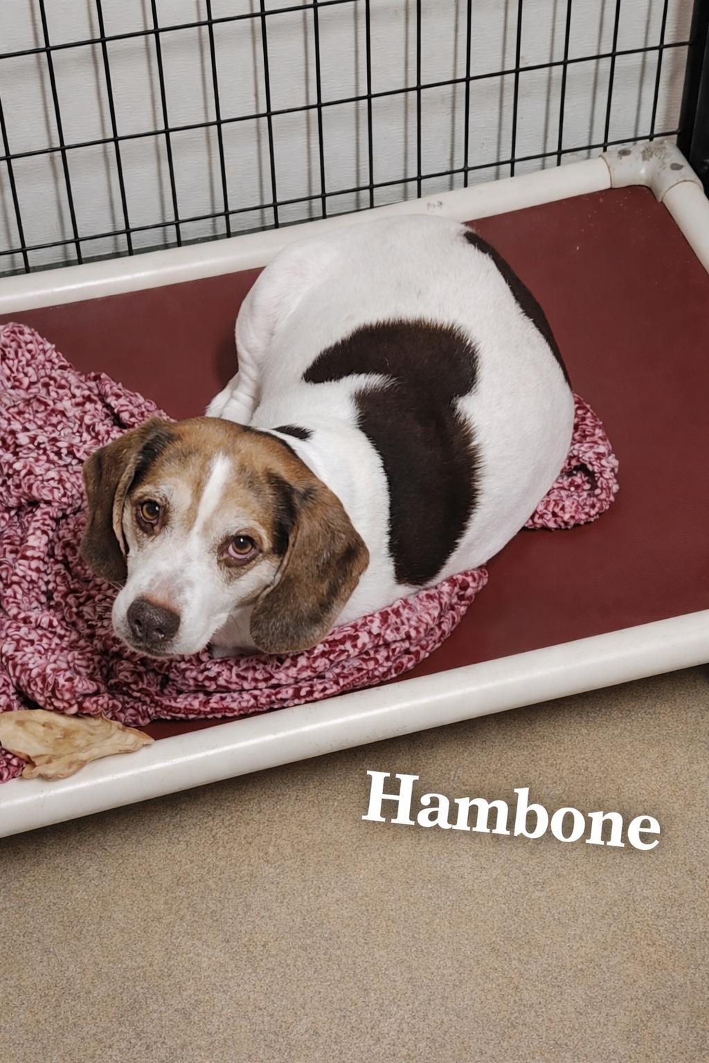 Hambone, a ADOPTABLE Beagle in Momence, IL image 2/2