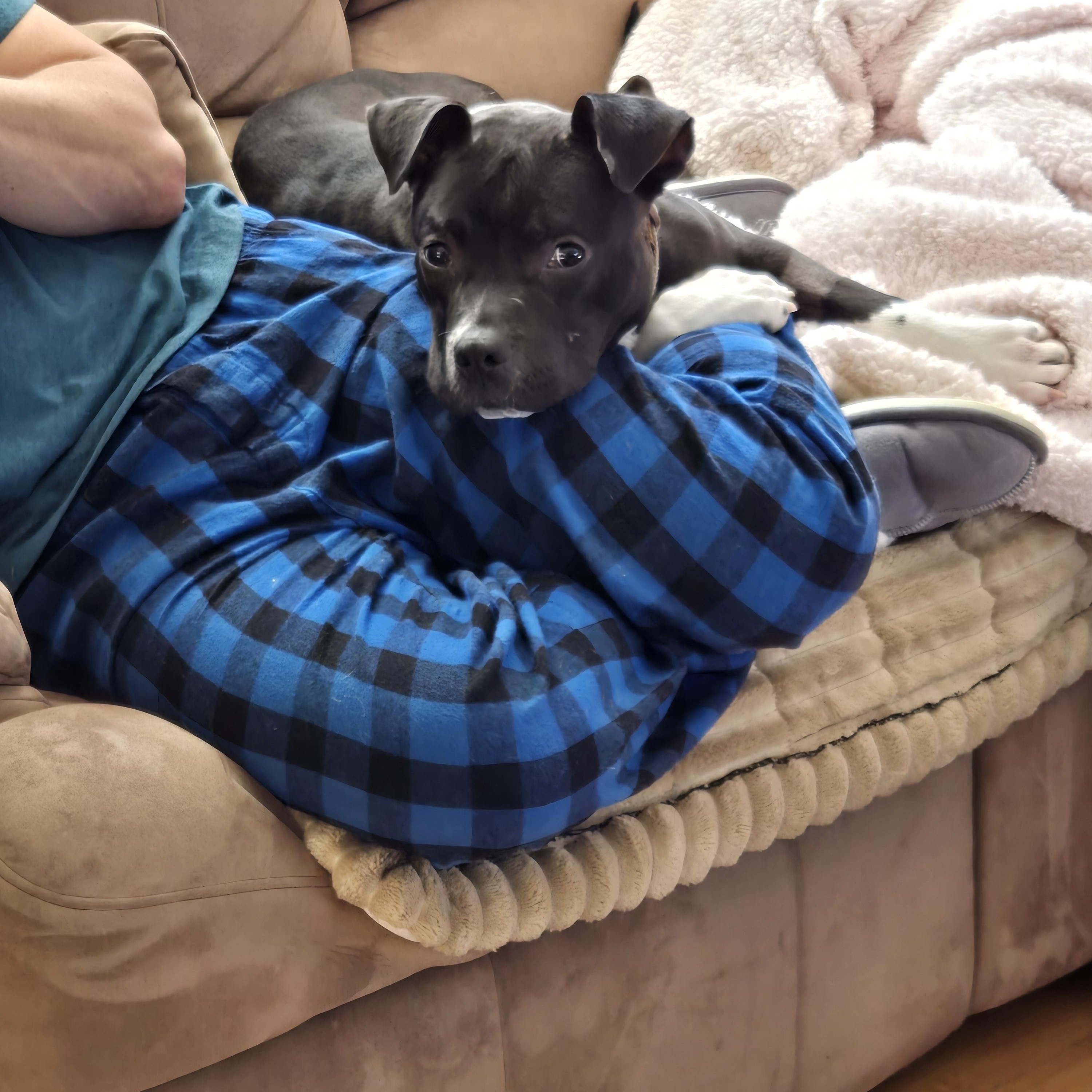 Darla, Adoptable, Adult Female American Staffordshire Terrier.
