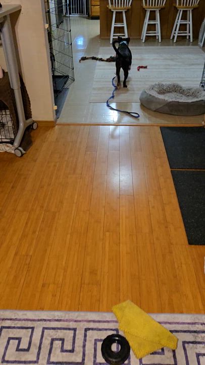 Enlarge Darla, a Adoptable mixed breed in O Fallon, IL video 6/6