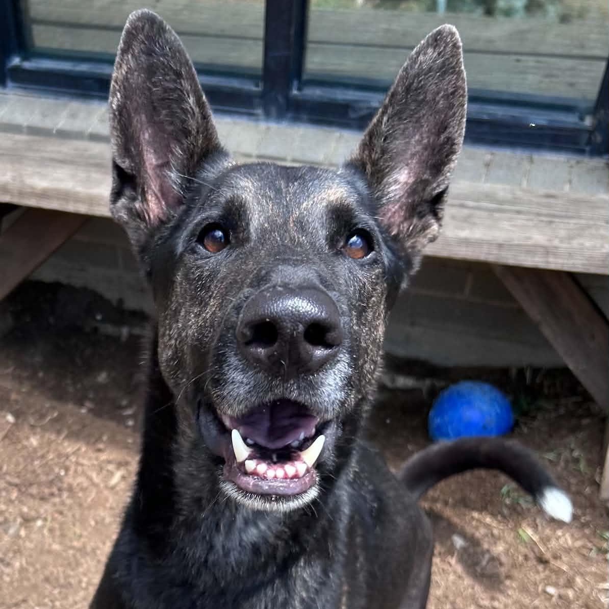 Enlarge Garrett, a ADOPTABLE mixed breed in The Colony, TX image 1/6