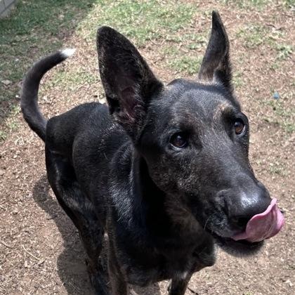Enlarge Garrett, a ADOPTABLE mixed breed in The Colony, TX image 3/6