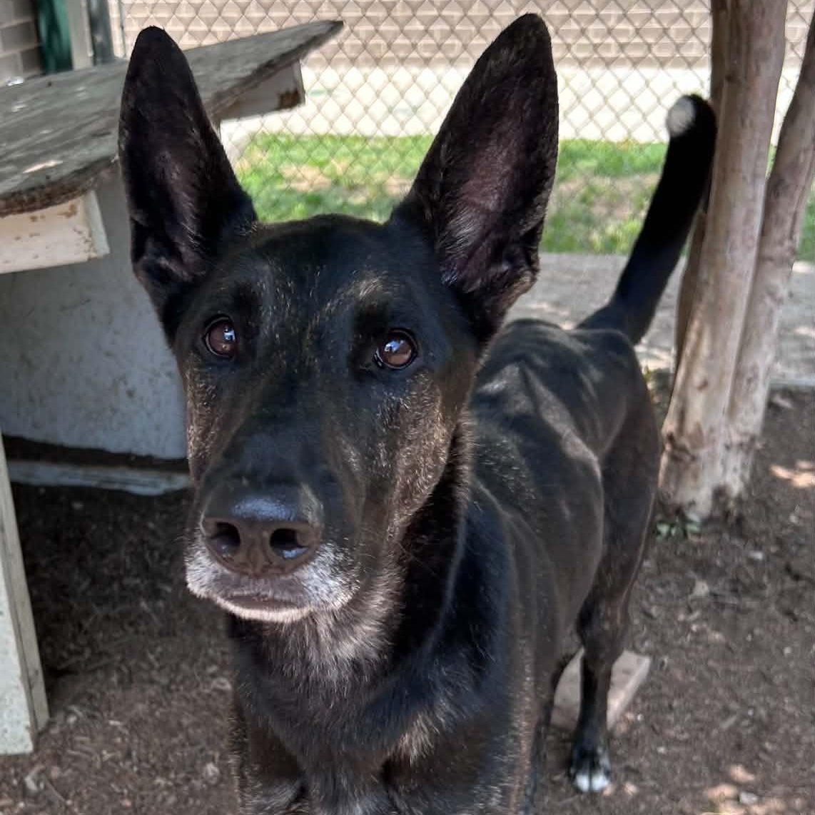 Enlarge Garrett, a ADOPTABLE mixed breed in The Colony, TX image 4/6