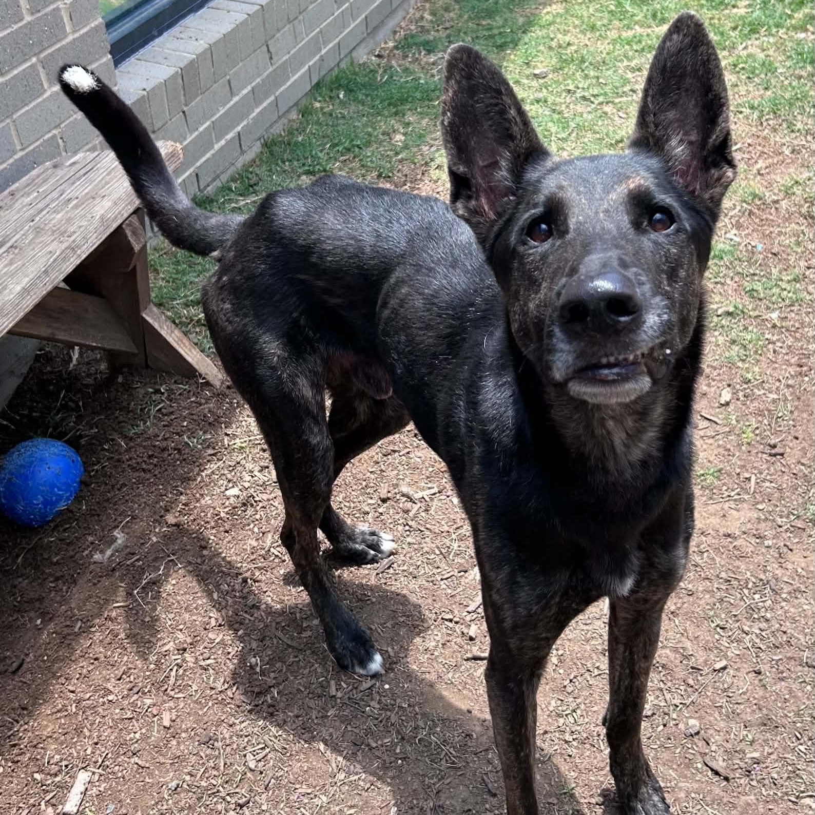 Enlarge Garrett, a ADOPTABLE mixed breed in The Colony, TX image 2/6