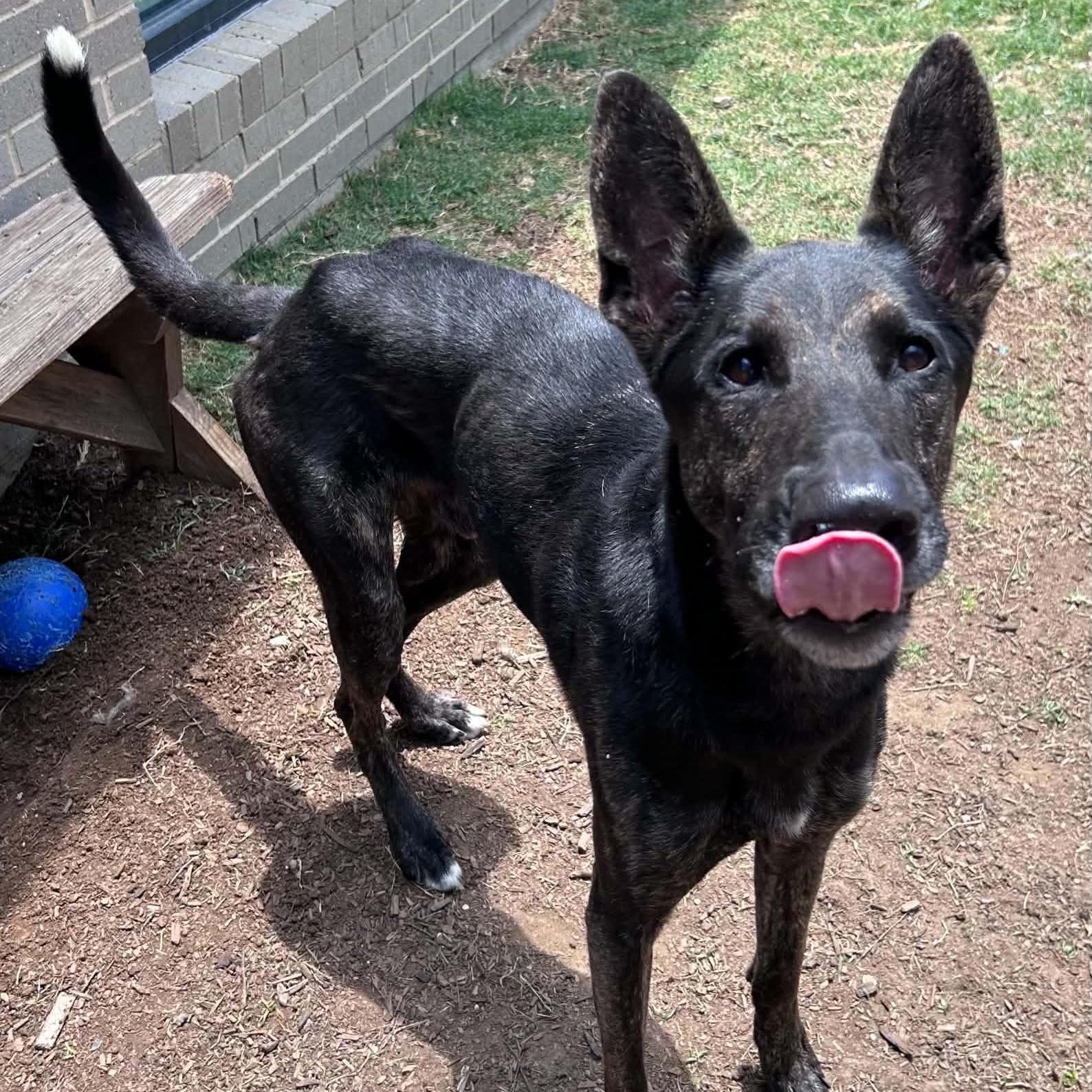Enlarge Garrett, a ADOPTABLE mixed breed in The Colony, TX image 5/6