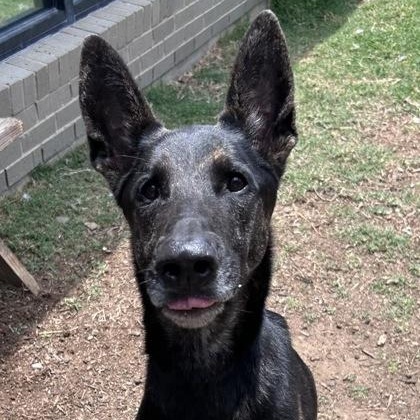 Enlarge Garrett, a ADOPTABLE mixed breed in The Colony, TX image 6/6