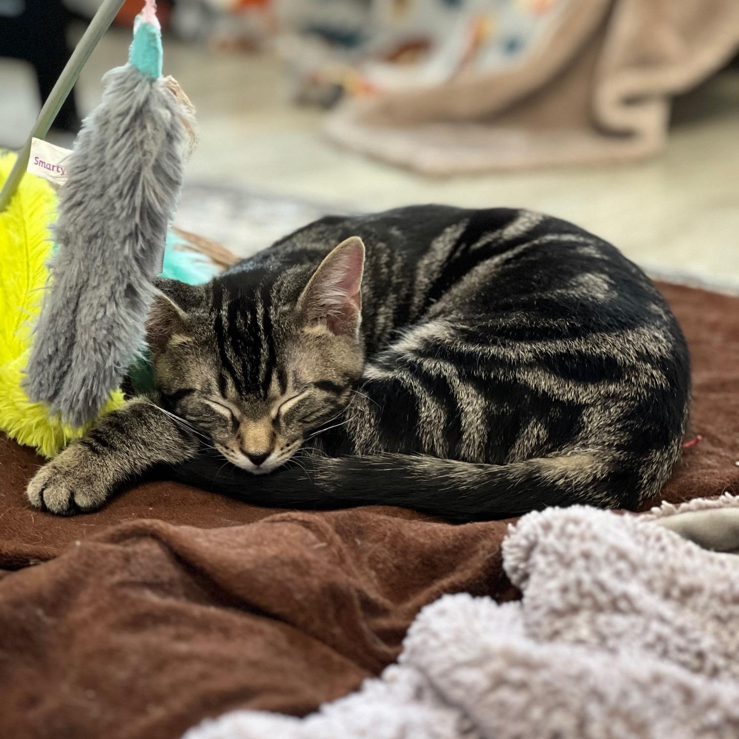 Enlarge Lonny, a Adoptable mixed breed in Elmhurst, IL image 4/6