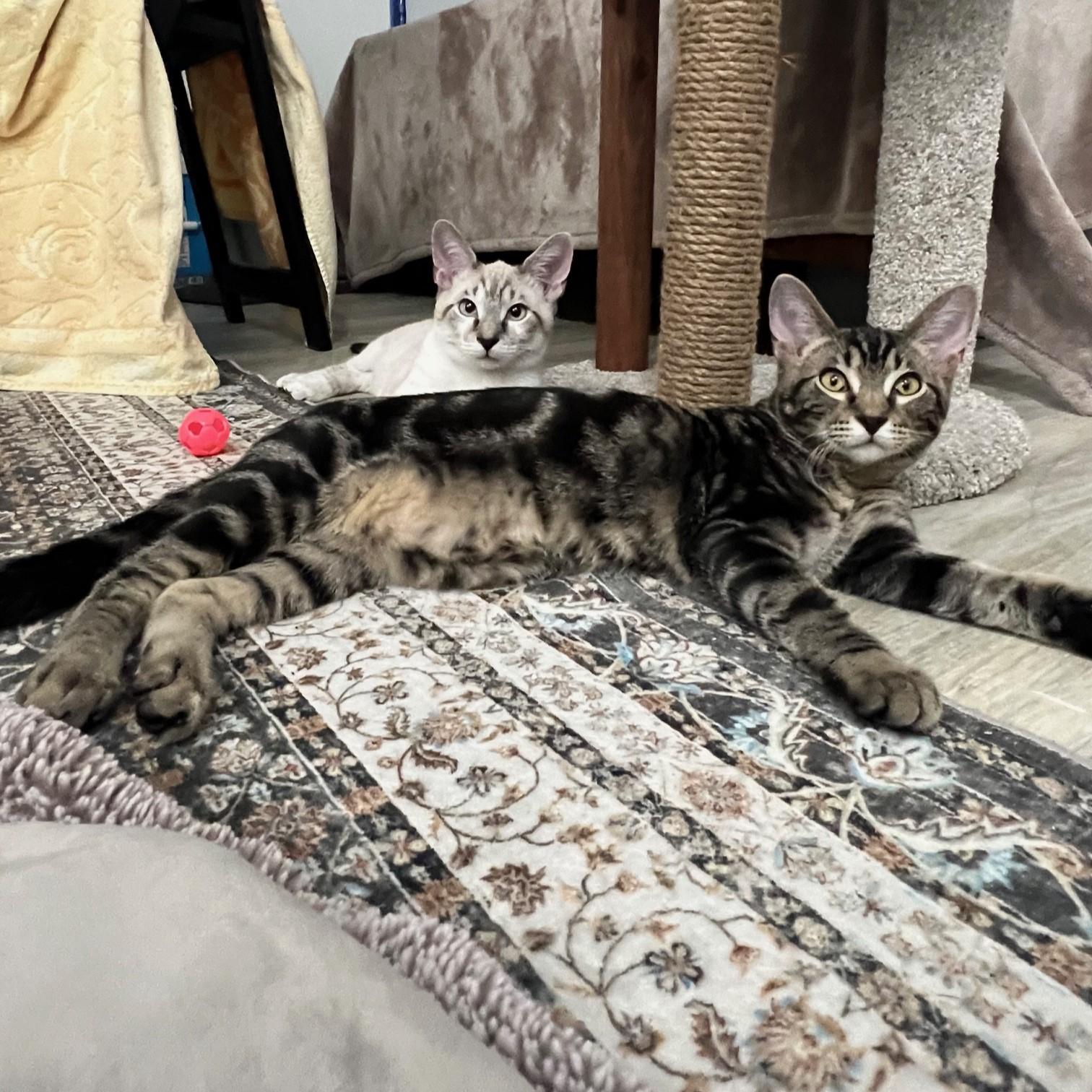 Enlarge Lonny, a Adoptable mixed breed in Elmhurst, IL image 1/6