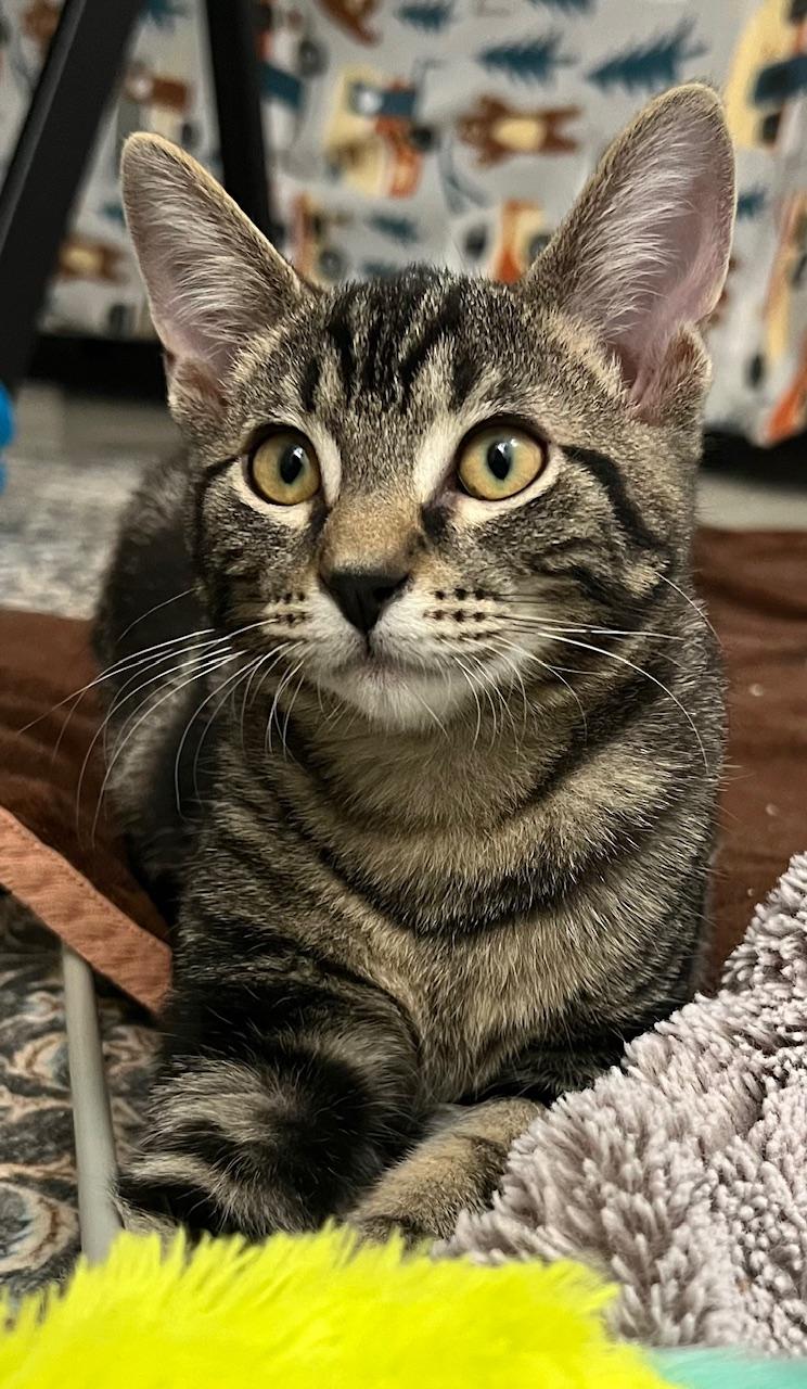 Enlarge Lonny, a Adoptable mixed breed in Elmhurst, IL image 5/6