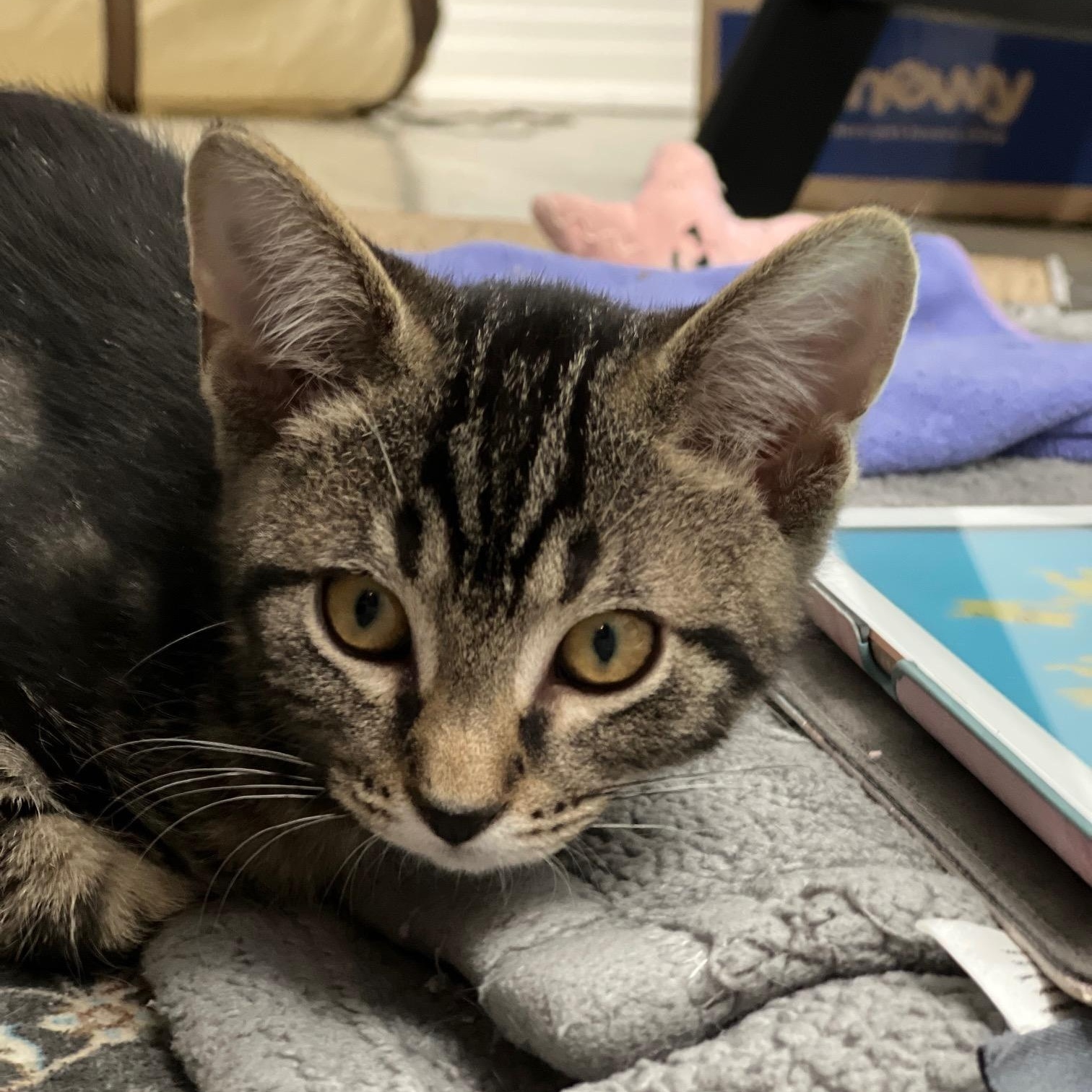 Enlarge Lonny, a Adoptable mixed breed in Elmhurst, IL image 2/6