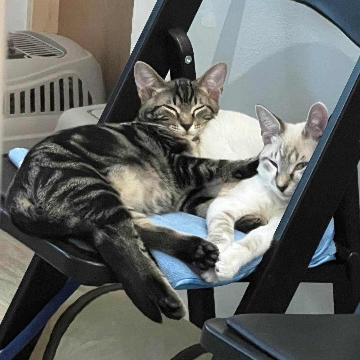 Enlarge Lonny, a Adoptable mixed breed in Elmhurst, IL image 3/6