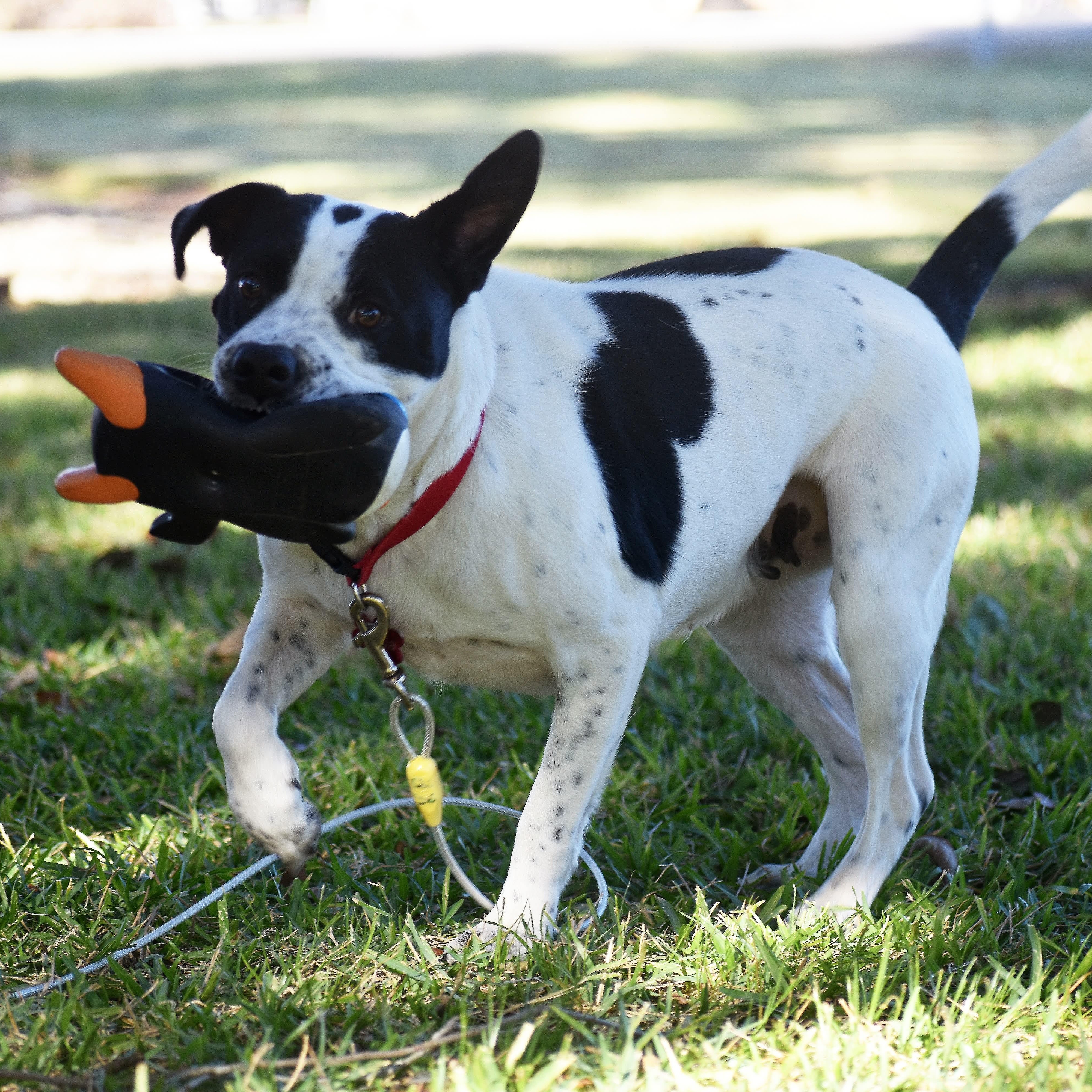 Enlarge Panda, a Adoptable mixed breed in Henniker, NH image 3/6