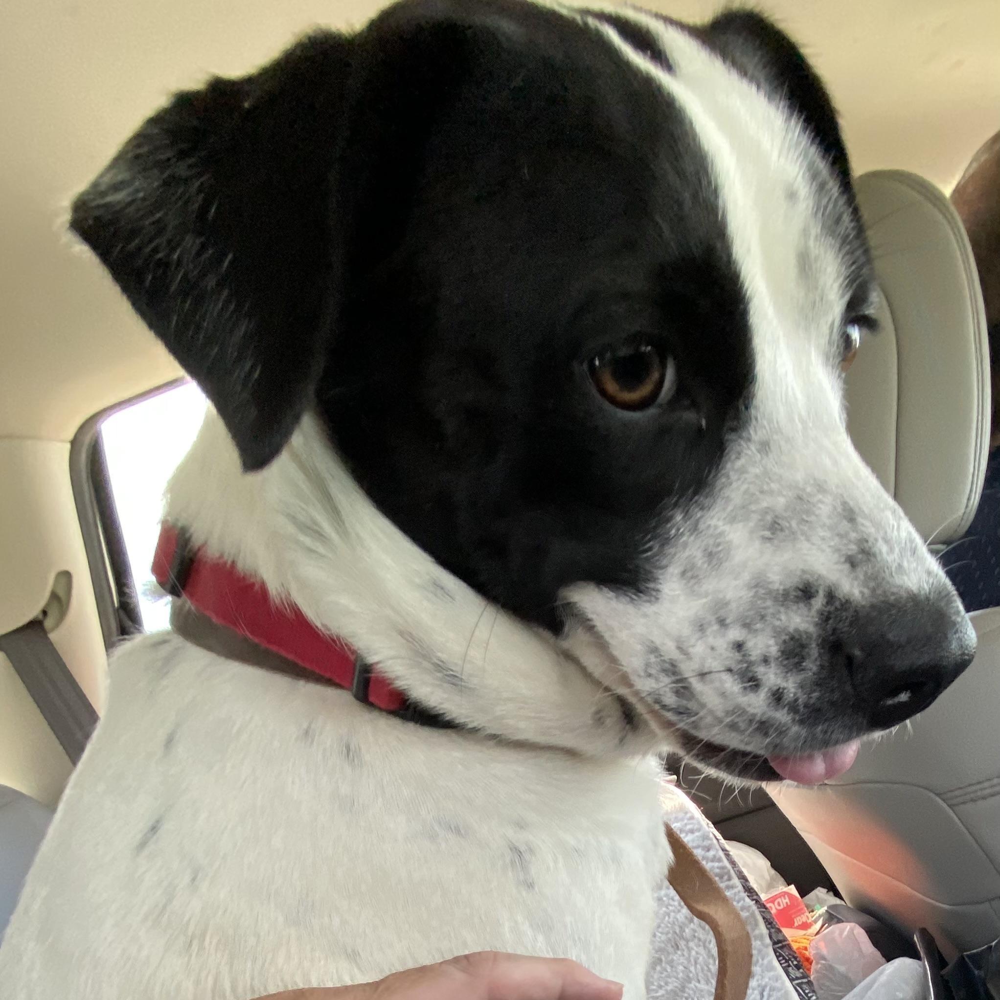 Enlarge Panda, a Adoptable mixed breed in Henniker, NH image 6/6