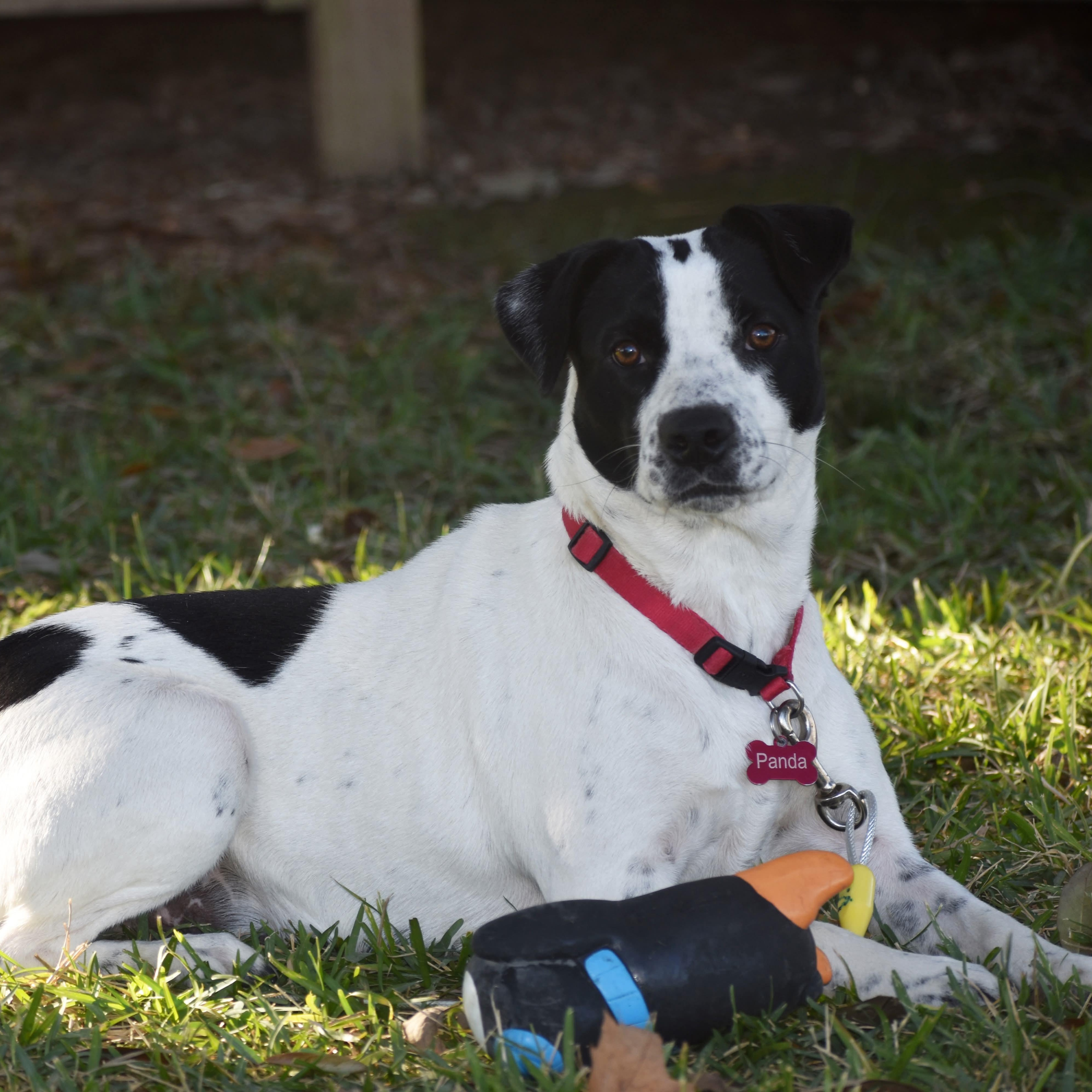 Enlarge Panda, a Adoptable mixed breed in Henniker, NH image 4/6