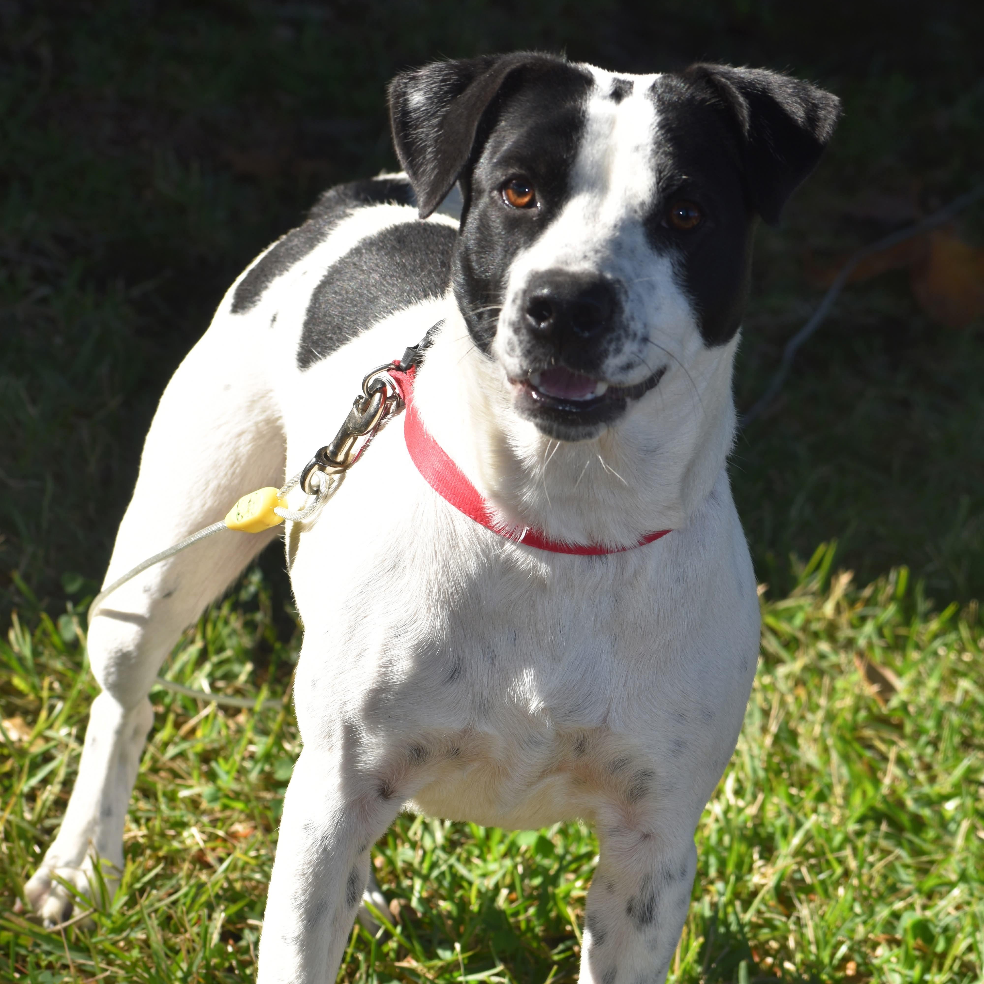 Enlarge Panda, a Adoptable mixed breed in Henniker, NH image 5/6