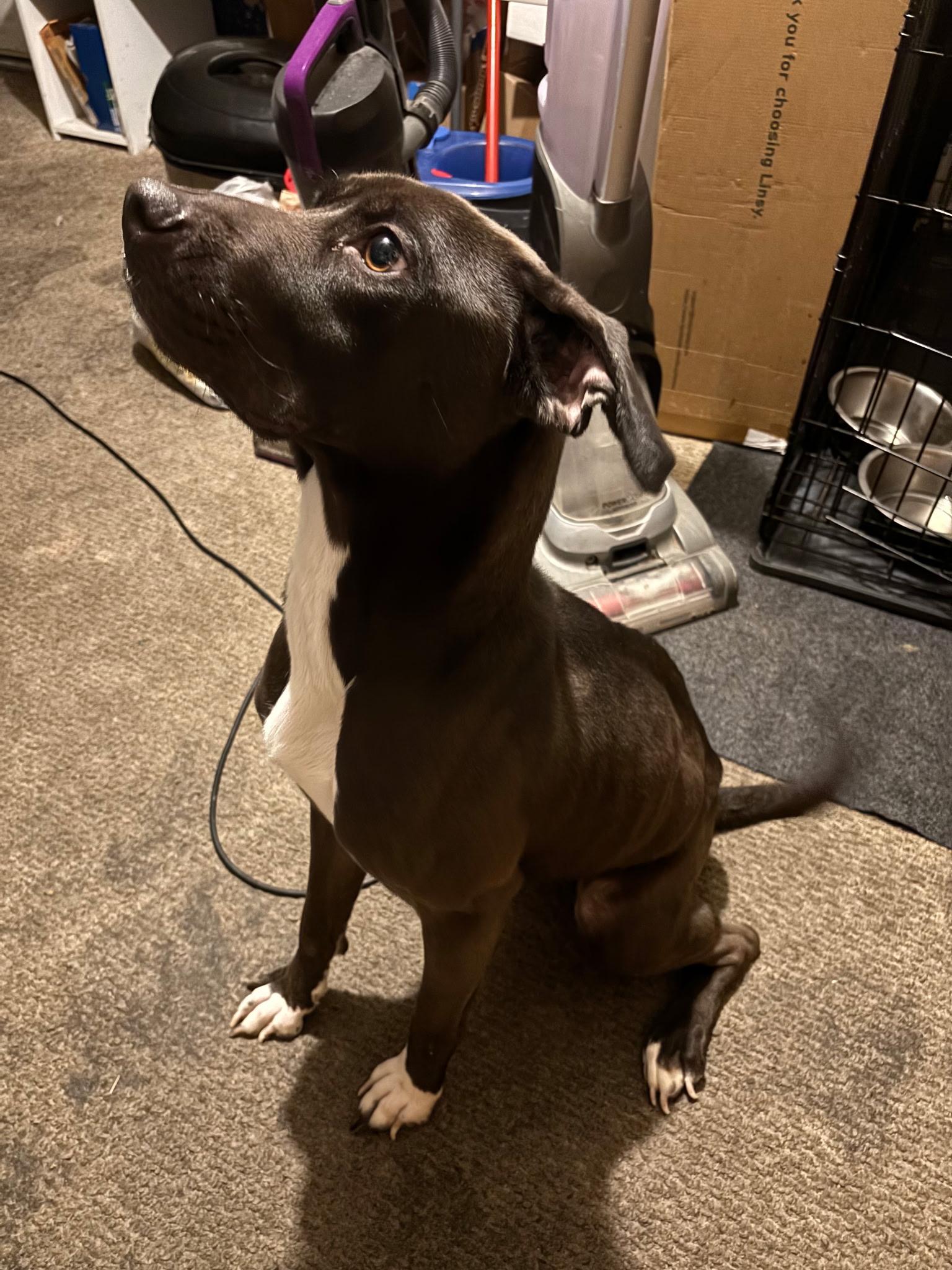 Lilly, Adoptable, Adult Female Labrador Retriever & Pit Bull Terrier.