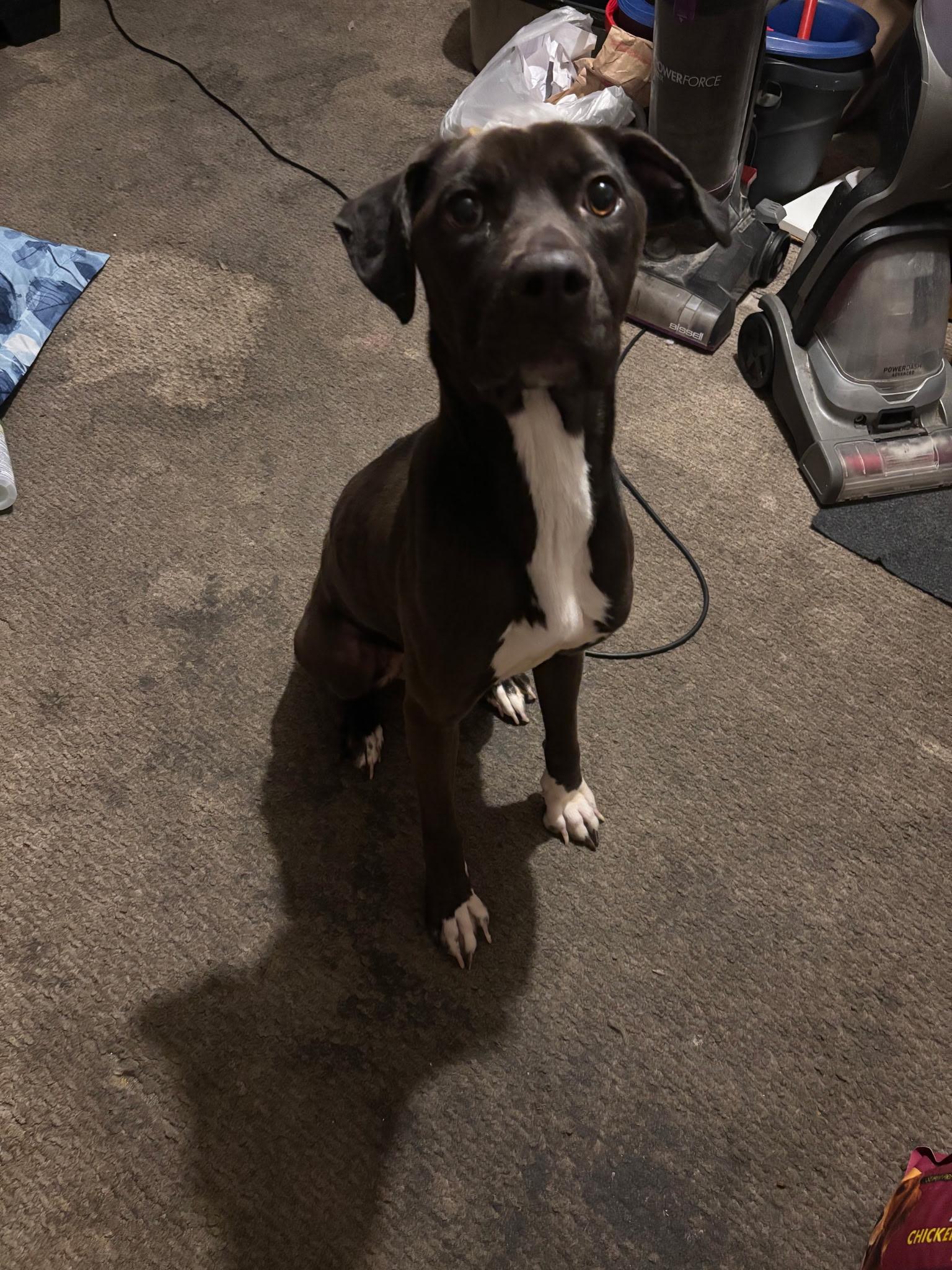 Enlarge Lilly, a Adoptable mixed breed in Sparks, NV image 2/2