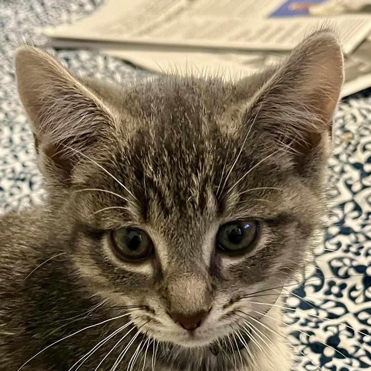 Charlie, an adopted Domestic Short Hair in Houghton Lake, MI image 1/5