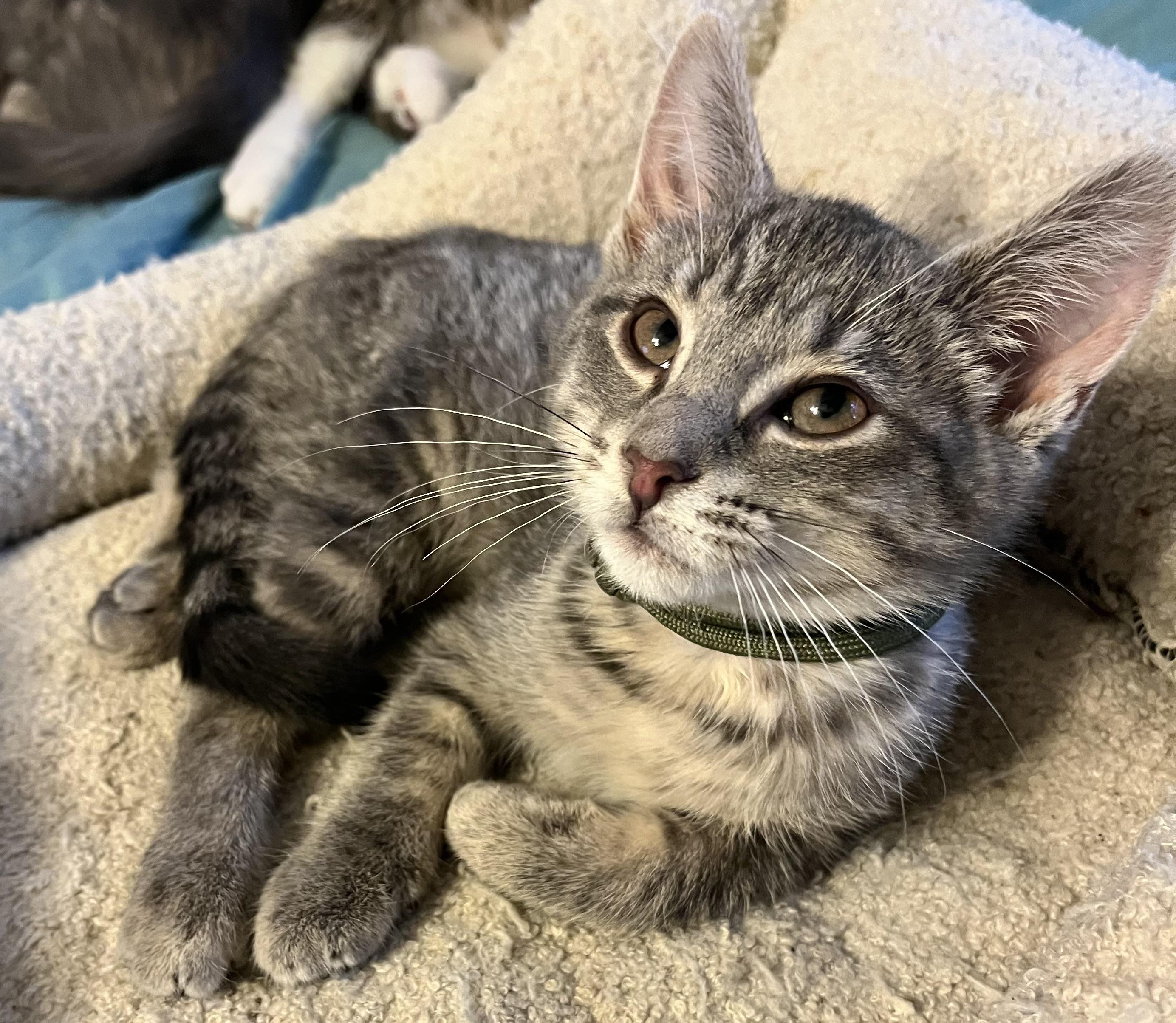 Charlie, an adopted Domestic Short Hair in Houghton Lake, MI image 2/5