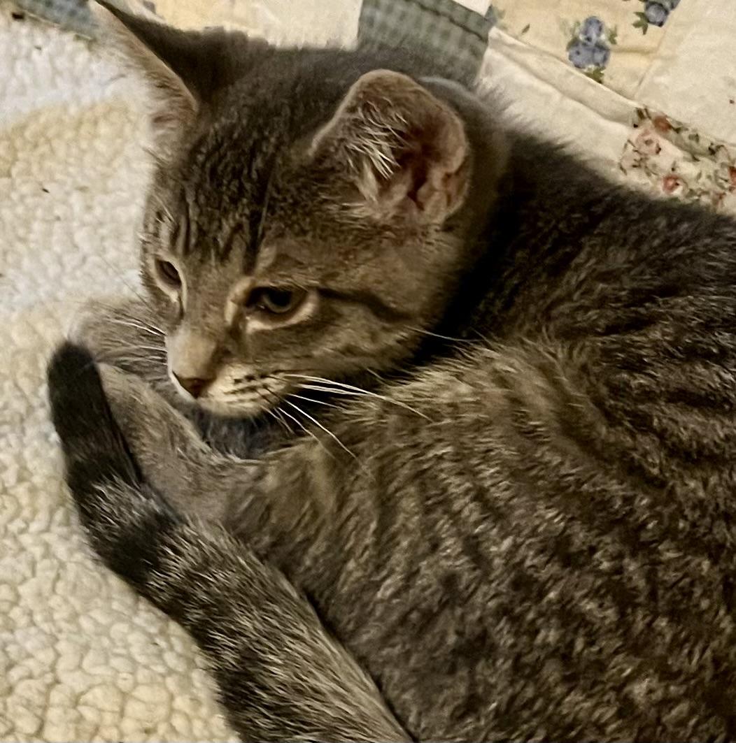 Charlie, an adopted Domestic Short Hair in Houghton Lake, MI image 3/5