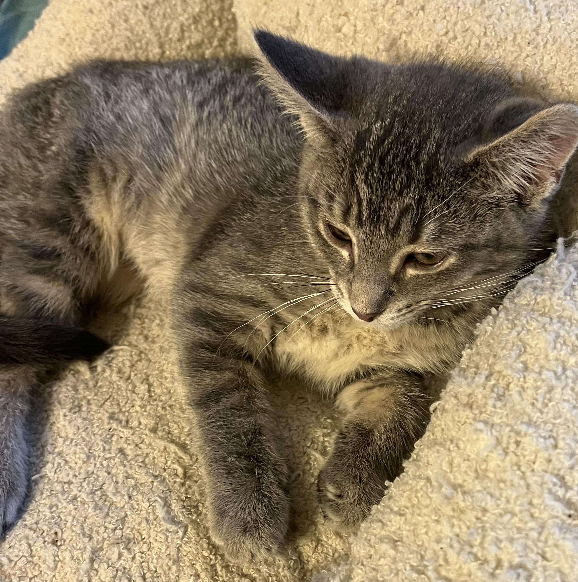 Charlie, an adopted Domestic Short Hair in Houghton Lake, MI image 5/5