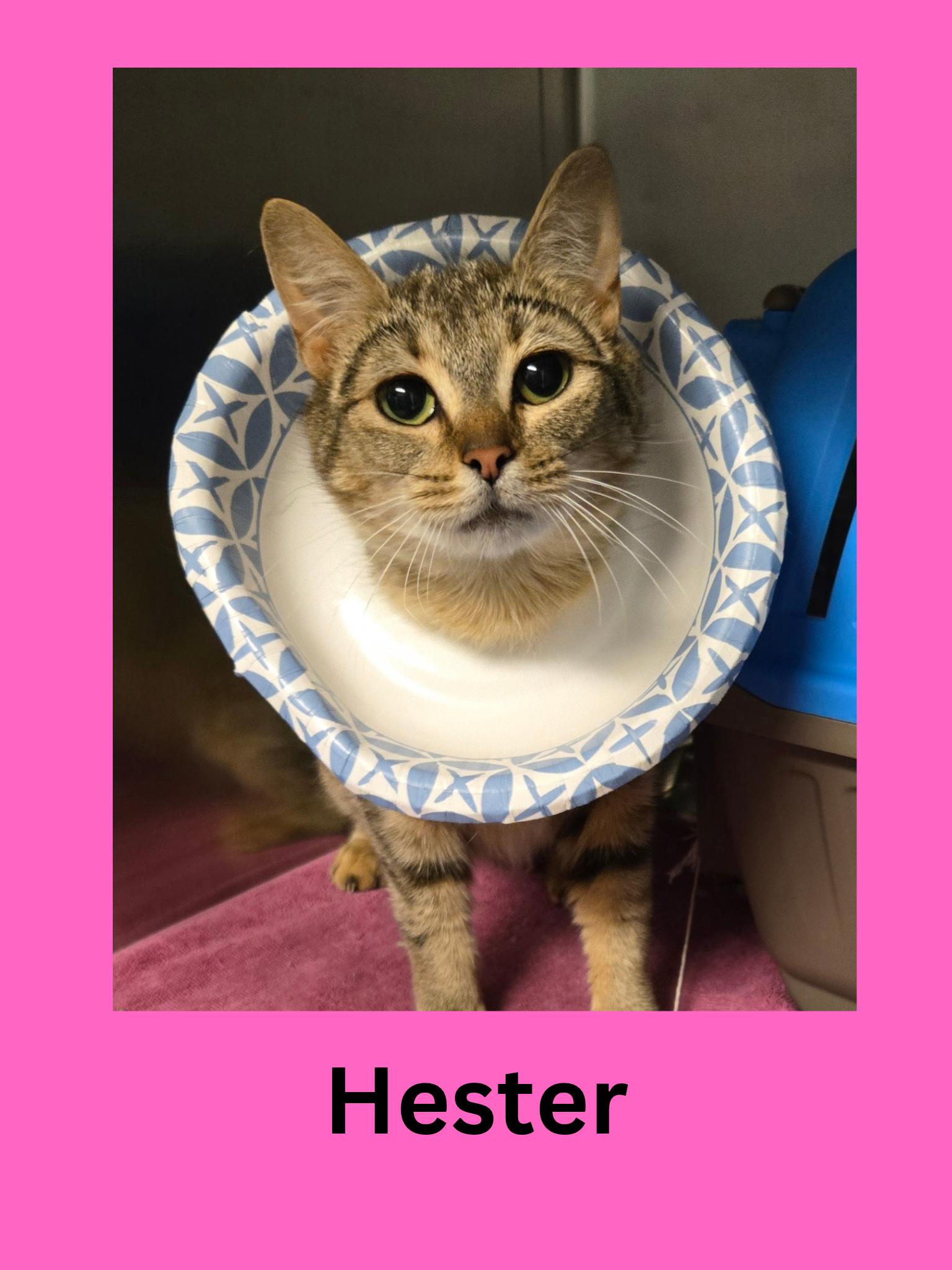 Hester, Adult Female Domestic Short Hair