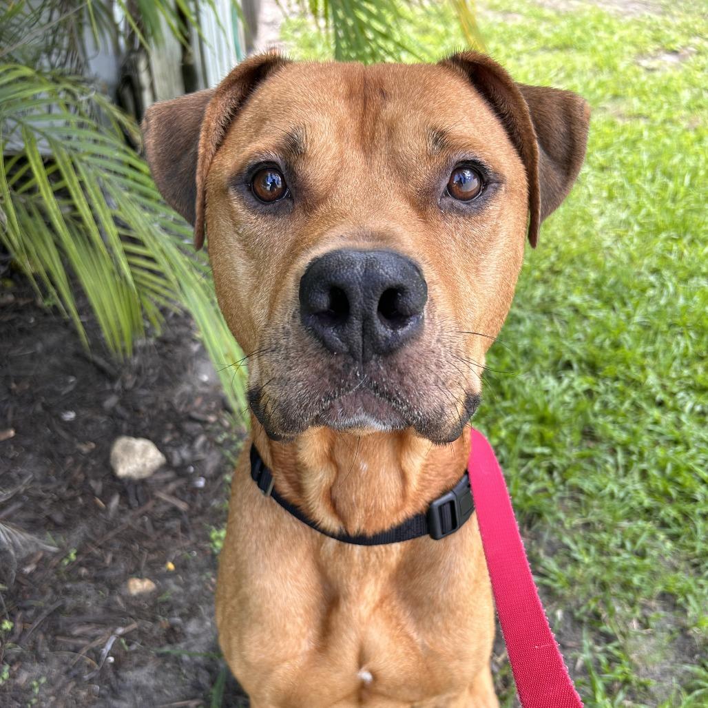 Aries, a Adoptable Mixed Breed in Sarasota, FL image 1/6