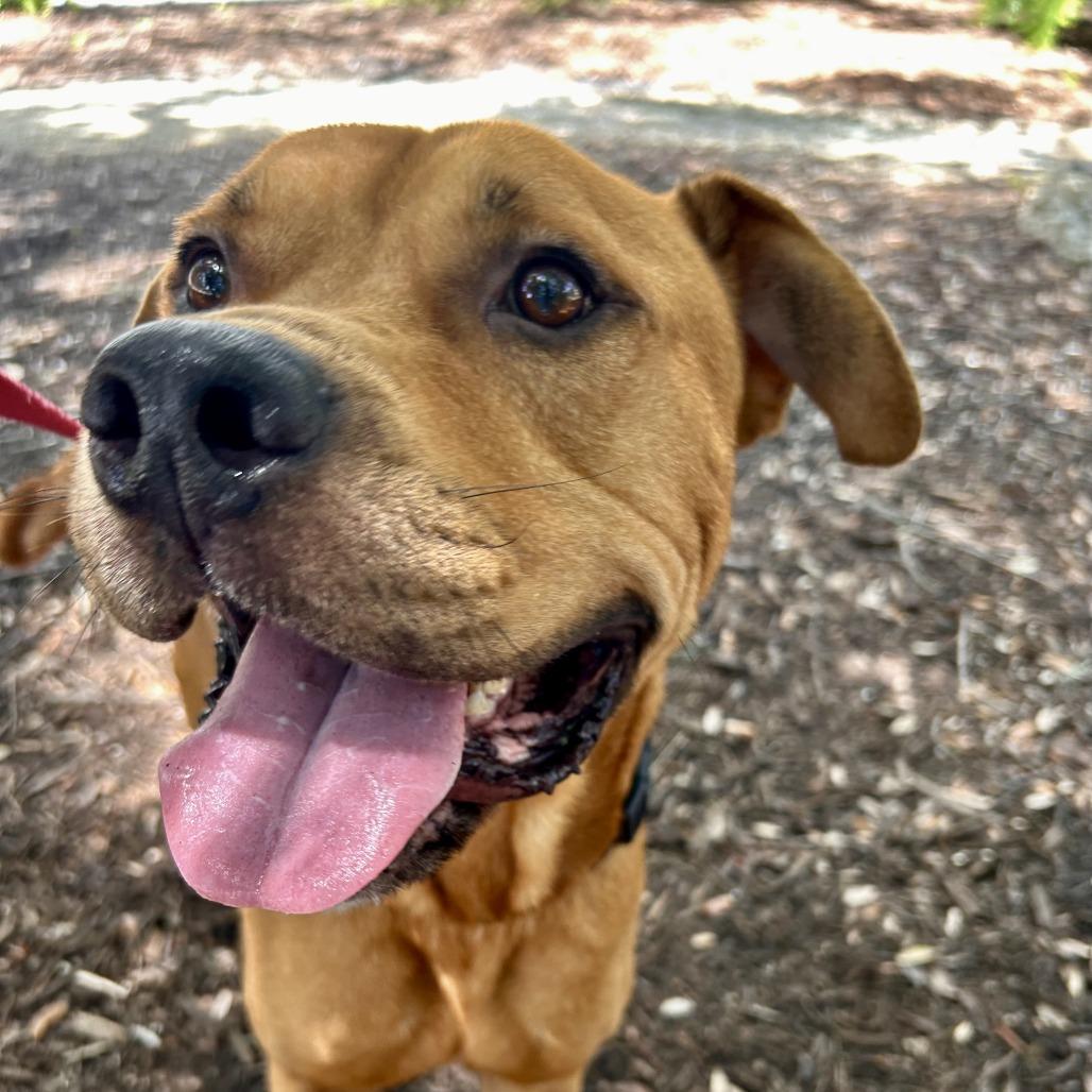 Aries, a Adoptable Mixed Breed in Sarasota, FL image 2/6