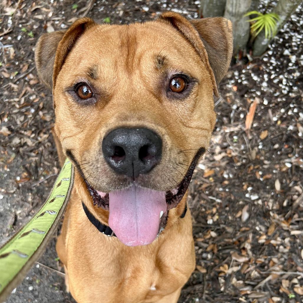 Aries, a Adoptable Mixed Breed in Sarasota, FL image 3/6