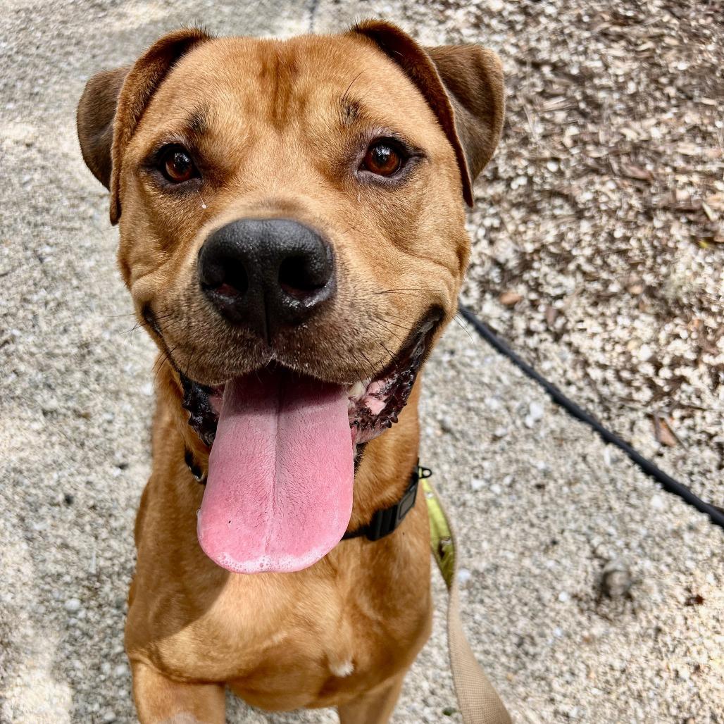 Aries, a Adoptable Mixed Breed in Sarasota, FL image 4/6