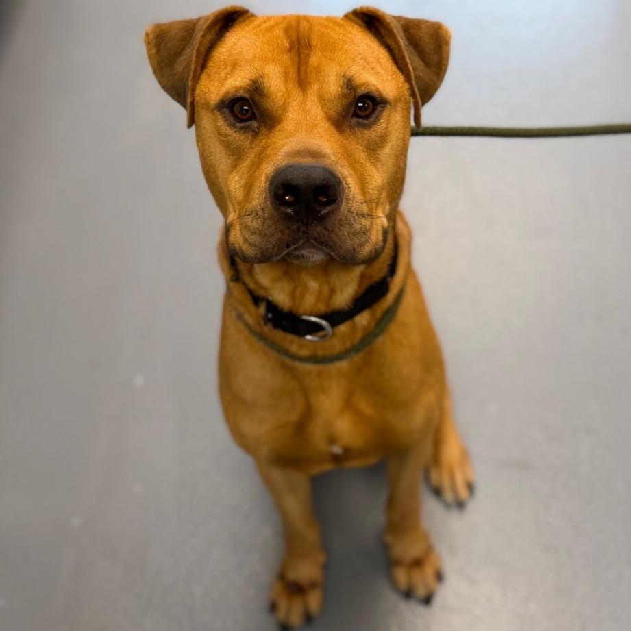 Aries, a Adoptable Mixed Breed in Sarasota, FL image 5/6