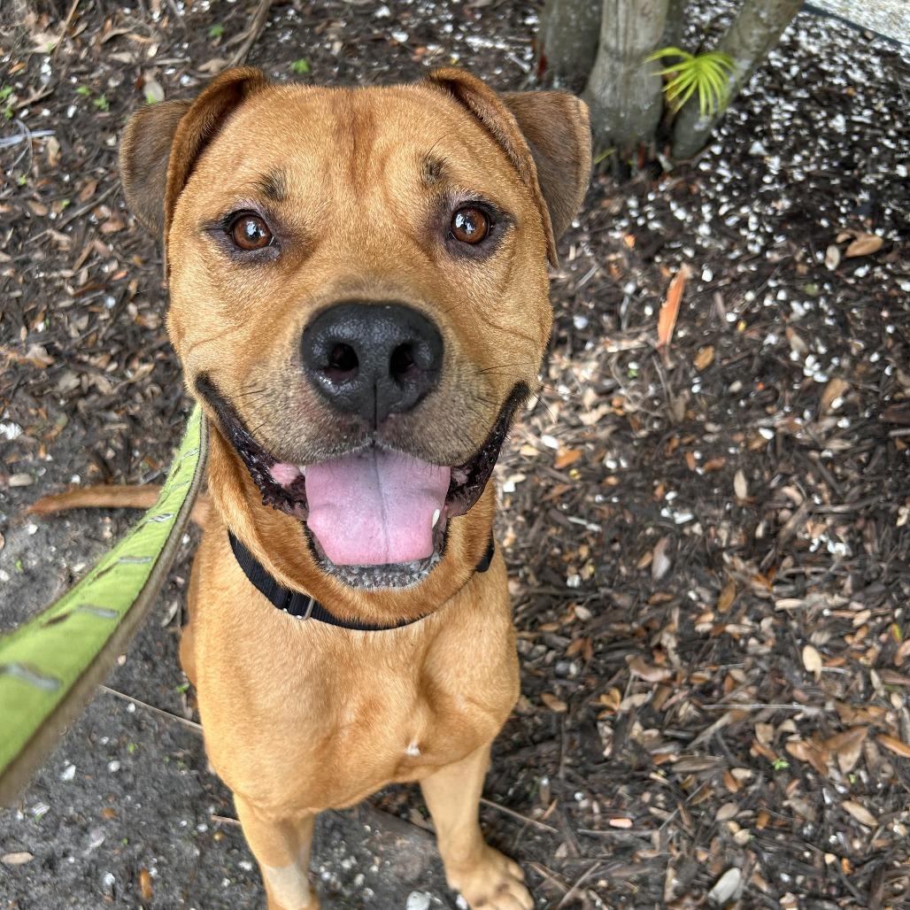 Aries, a Adoptable Mixed Breed in Sarasota, FL image 6/6