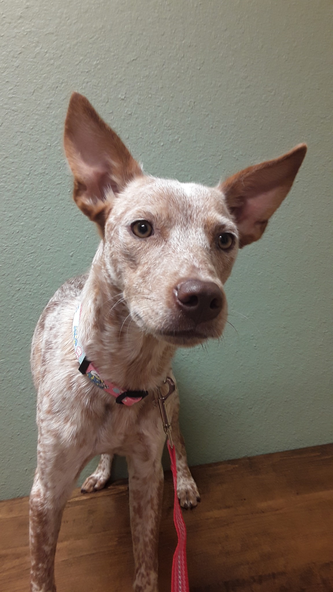 Poppy, Adopted, Young Female Australian Cattle Dog / Blue Heeler & Pointer.