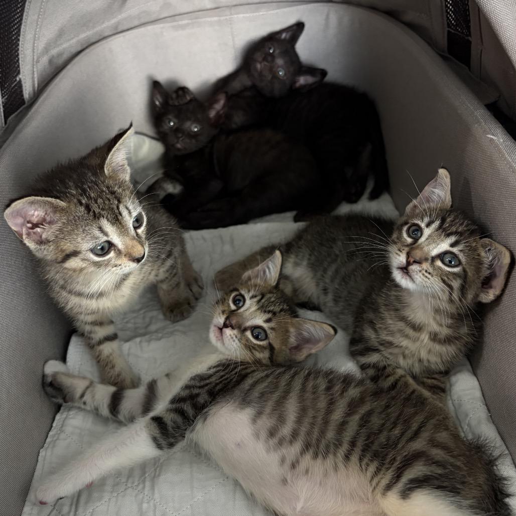 Bumper, Adoptable, Kitten Male Domestic Short Hair.