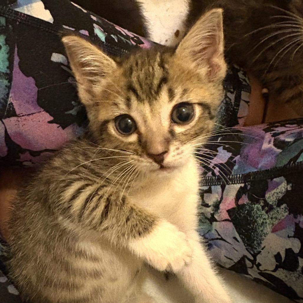 Enlarge Bumper, a Adoptable Domestic Short Hair in Lutz, FL image 2/4