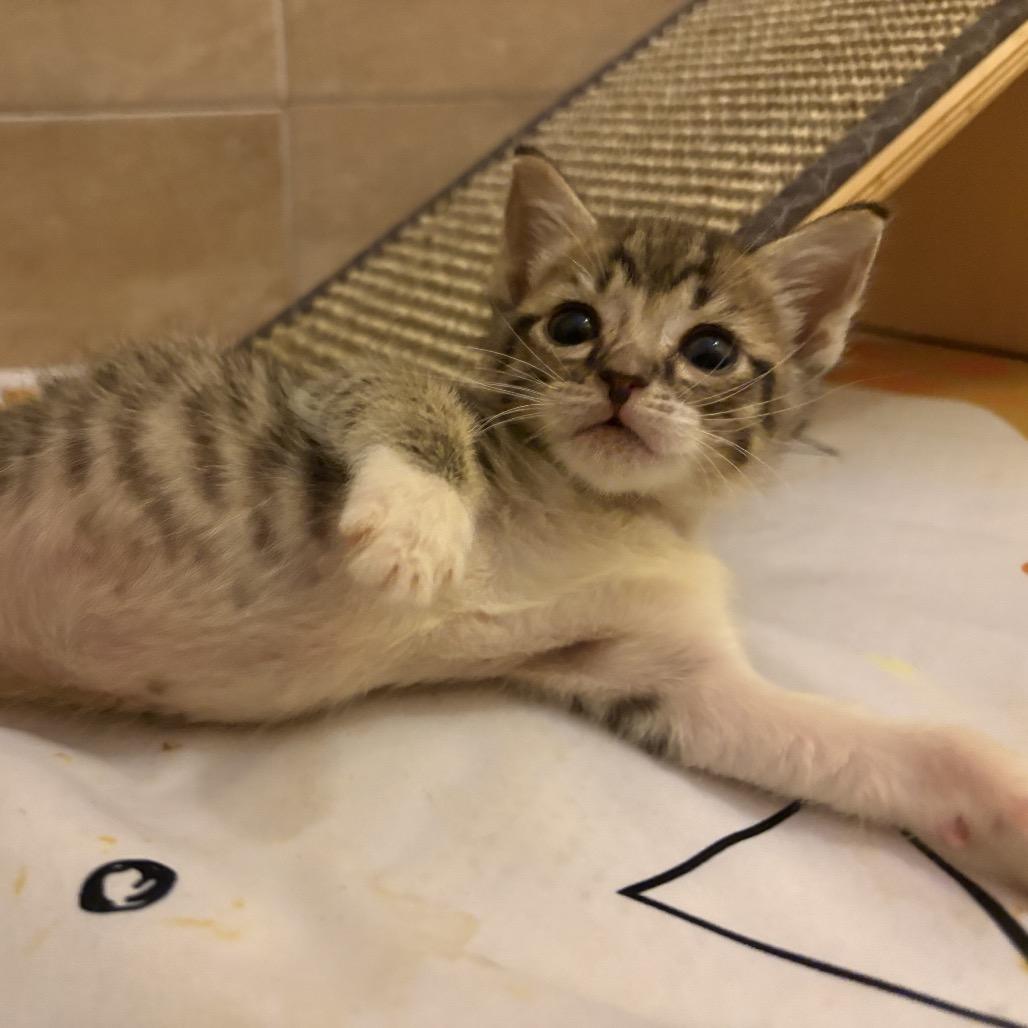 Enlarge Bumper, a Adoptable Domestic Short Hair in Lutz, FL image 3/4