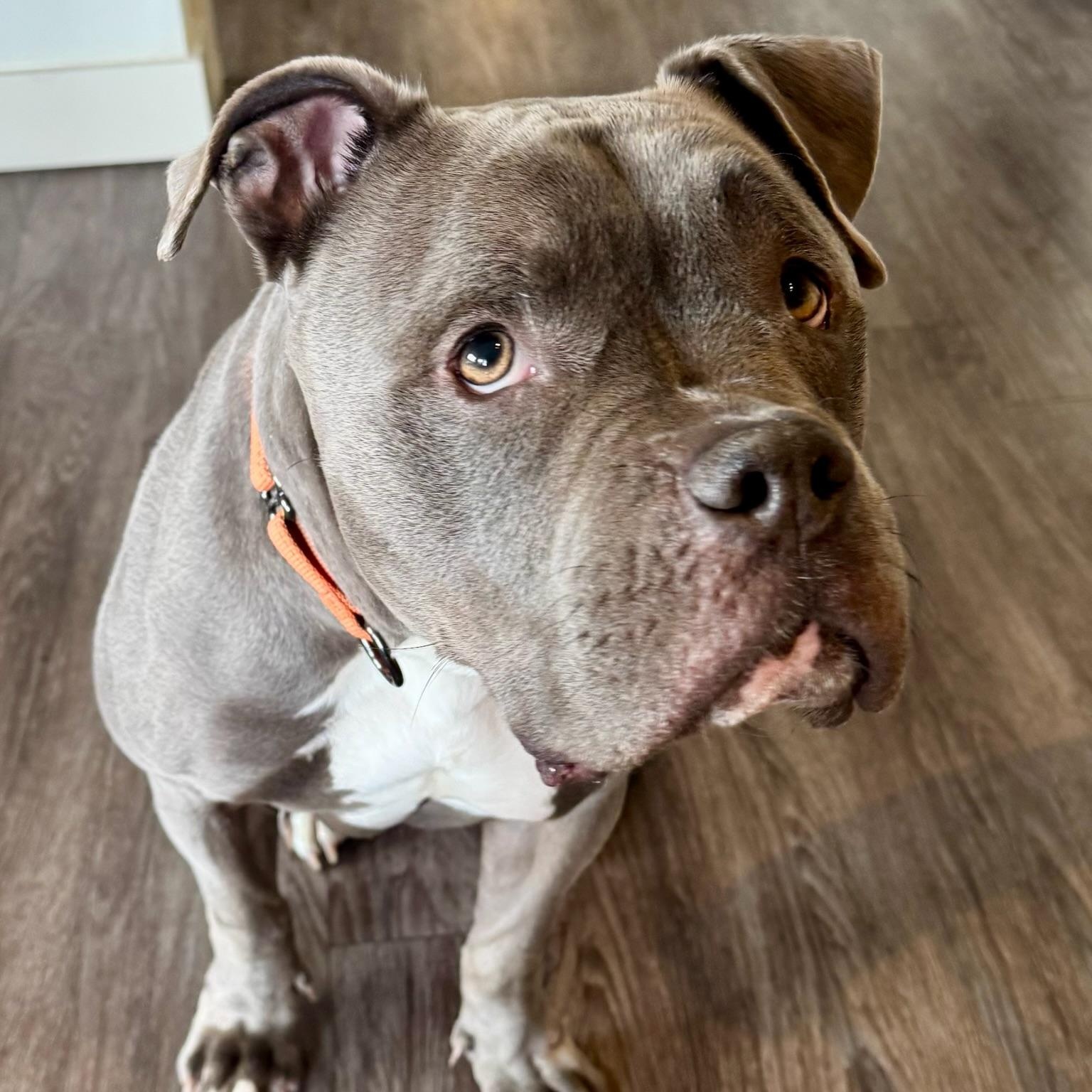 Enlarge Max, a ADOPTABLE mixed breed in Mead, CO image 6/6