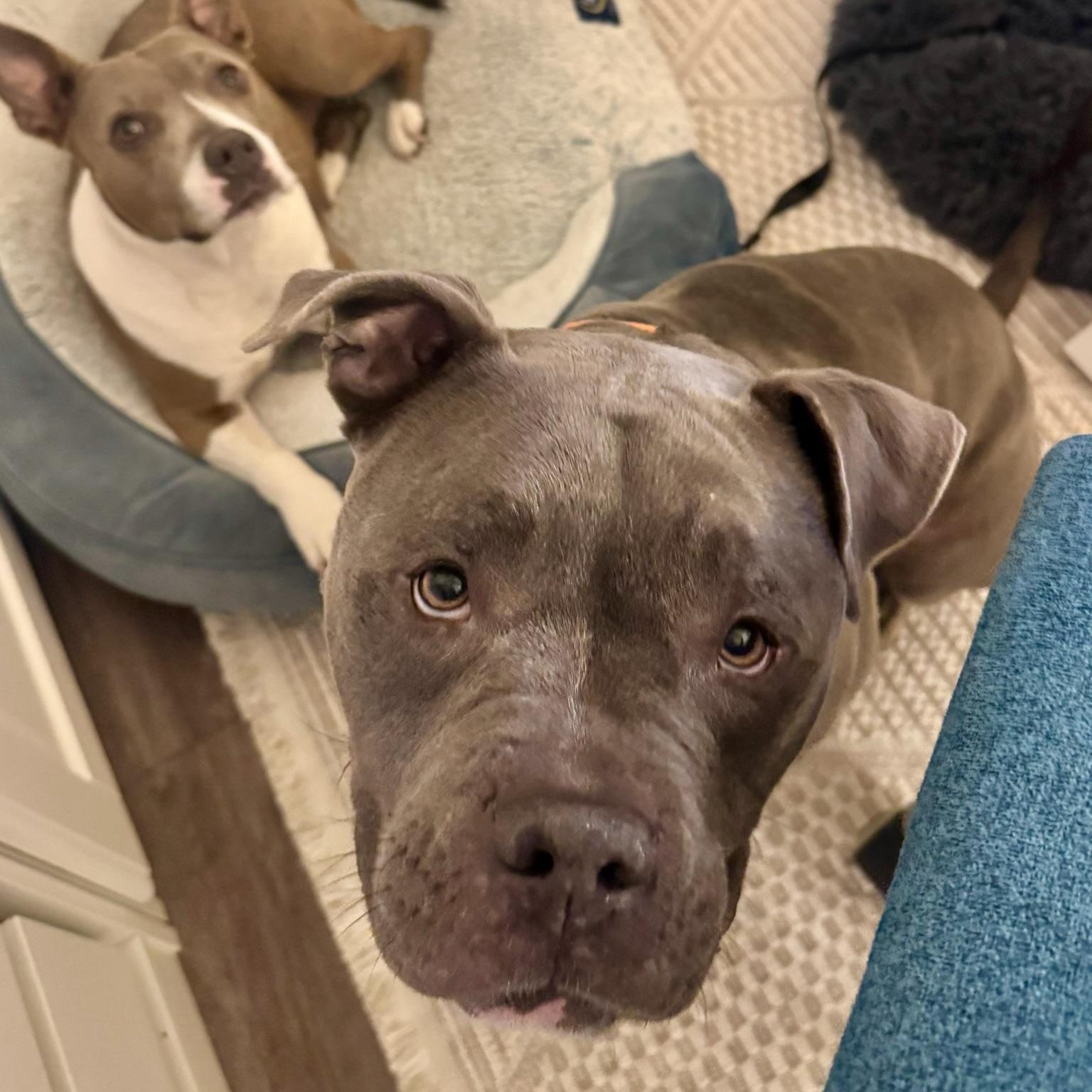 Enlarge Max, a ADOPTABLE mixed breed in Mead, CO image 3/6