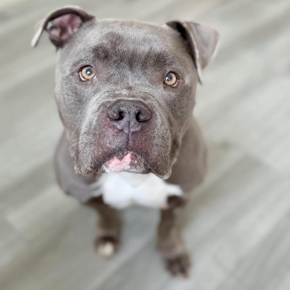 Max, ADOPTABLE, Adult Male American Staffordshire Terrier & Pit Bull Terrier.