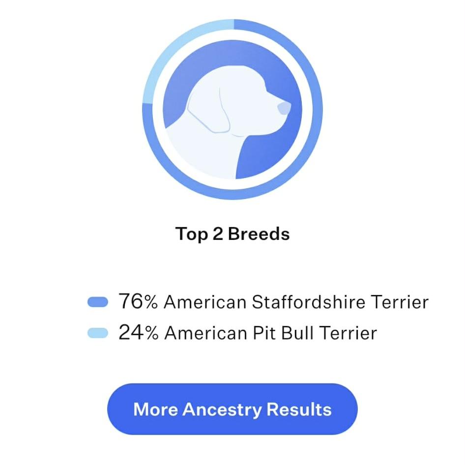 Enlarge Max, a ADOPTABLE mixed breed in Mead, CO image 5/6